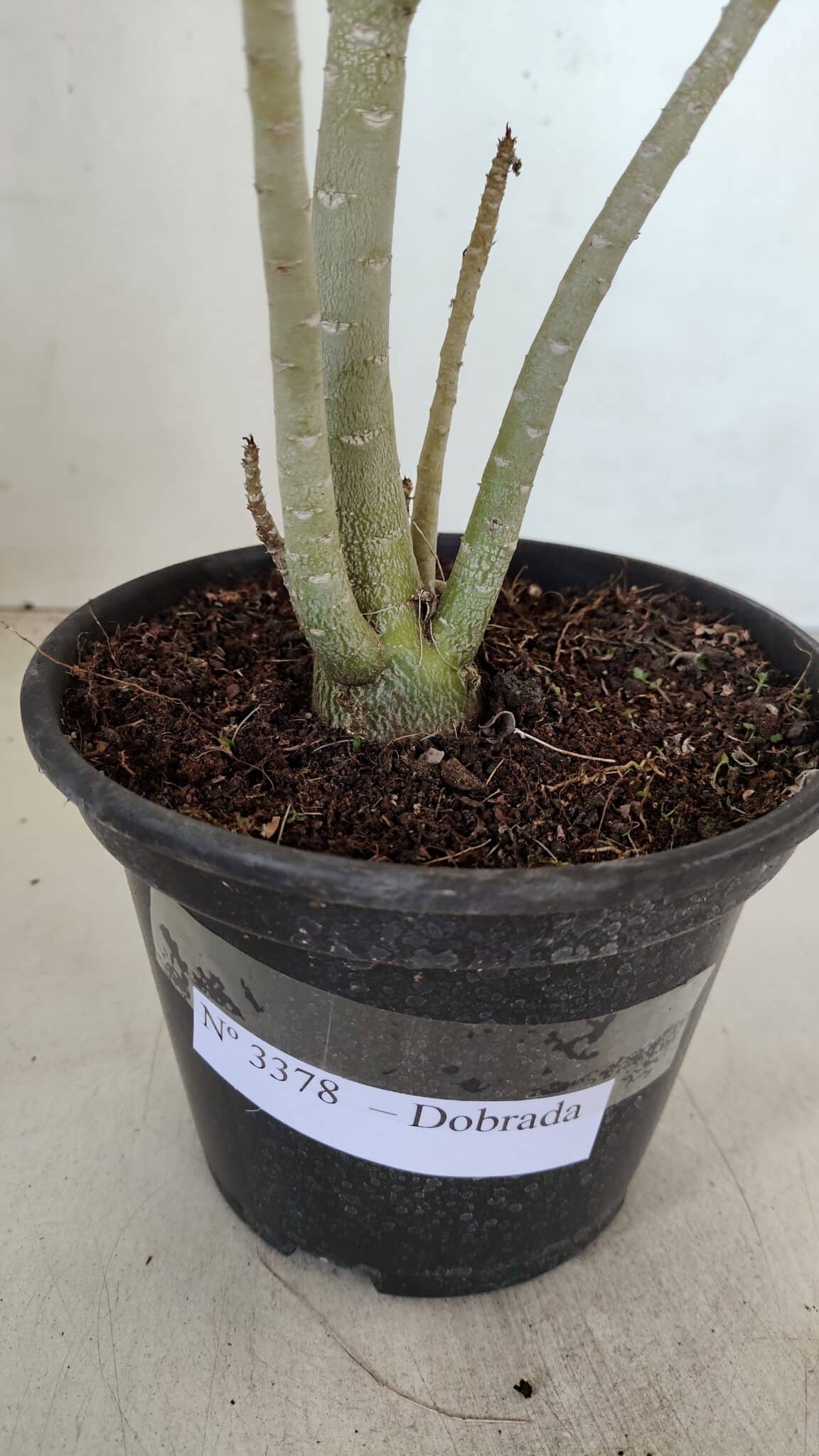 Planta Dobrada 3378 – 35cm – 03 anos - foto 8