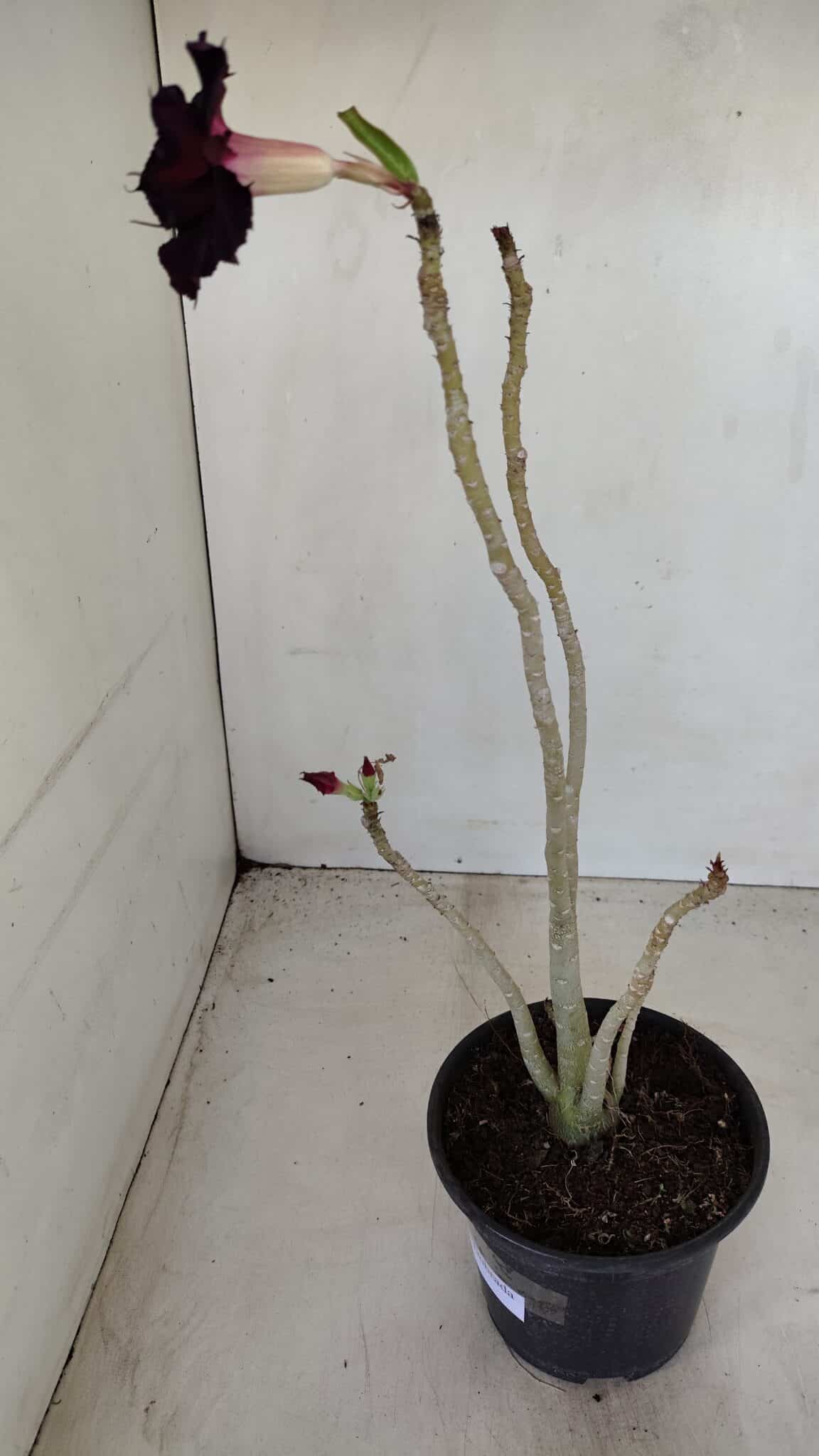 Planta Dobrada 3378 – 35cm – 03 anos - foto 7