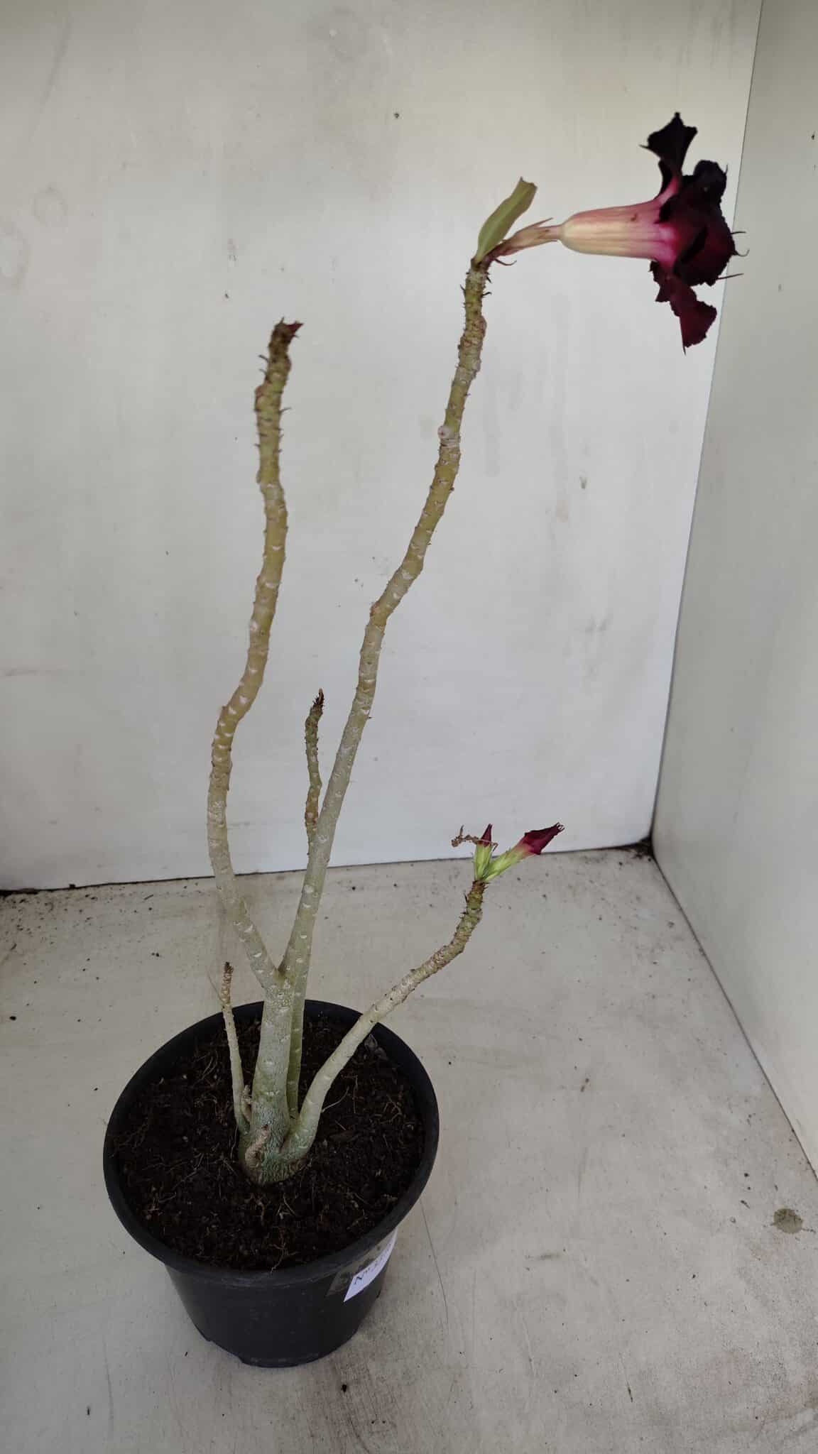 Planta Dobrada 3378 – 35cm – 03 anos - foto 6