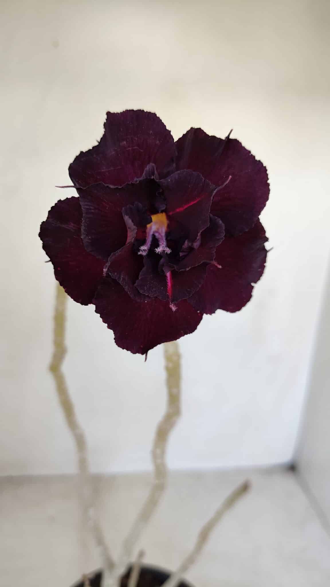 Planta Dobrada 3378 – 35cm – 03 anos - foto 3