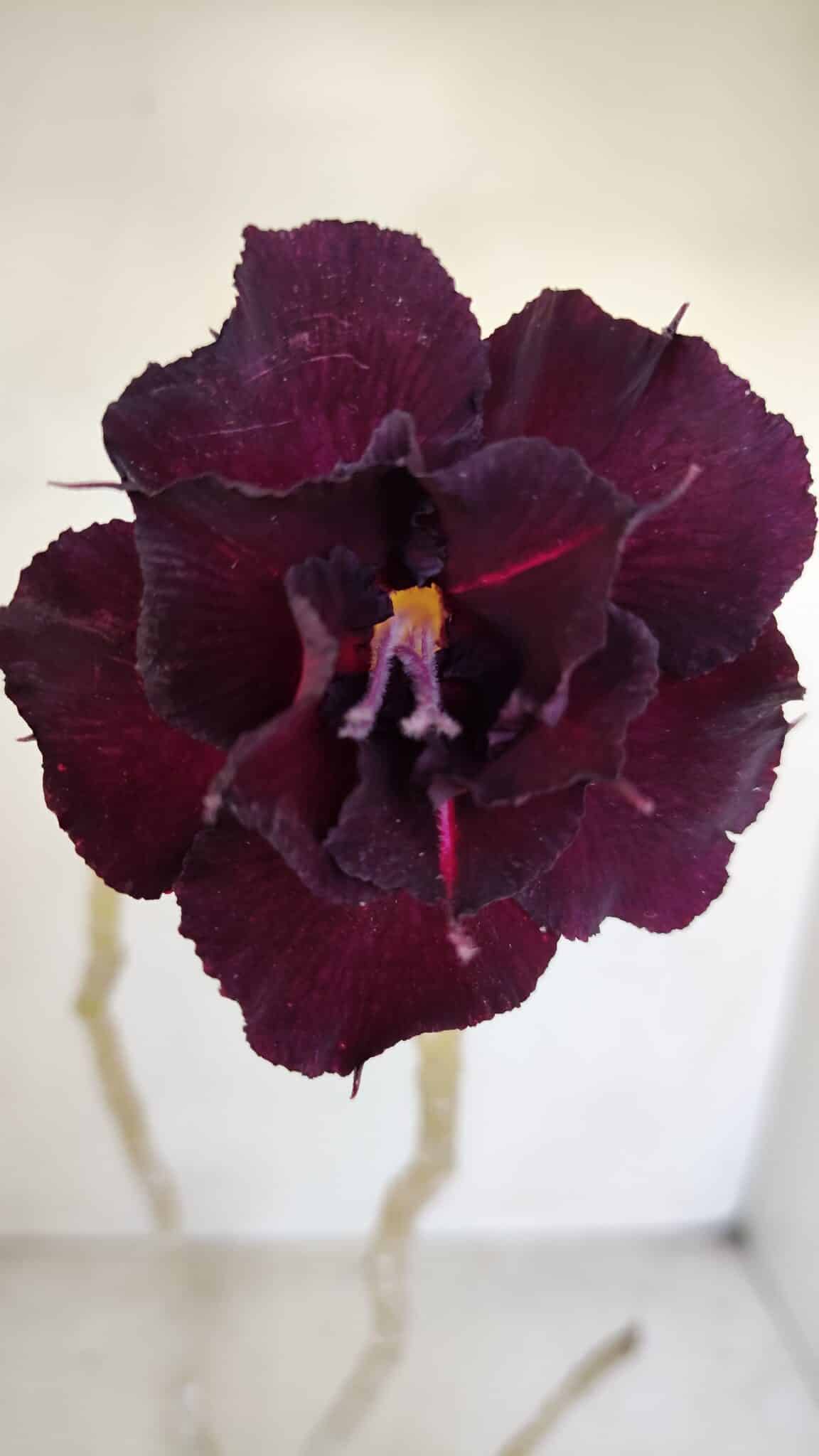 Planta Dobrada 3378 – 35cm – 03 anos - foto 5