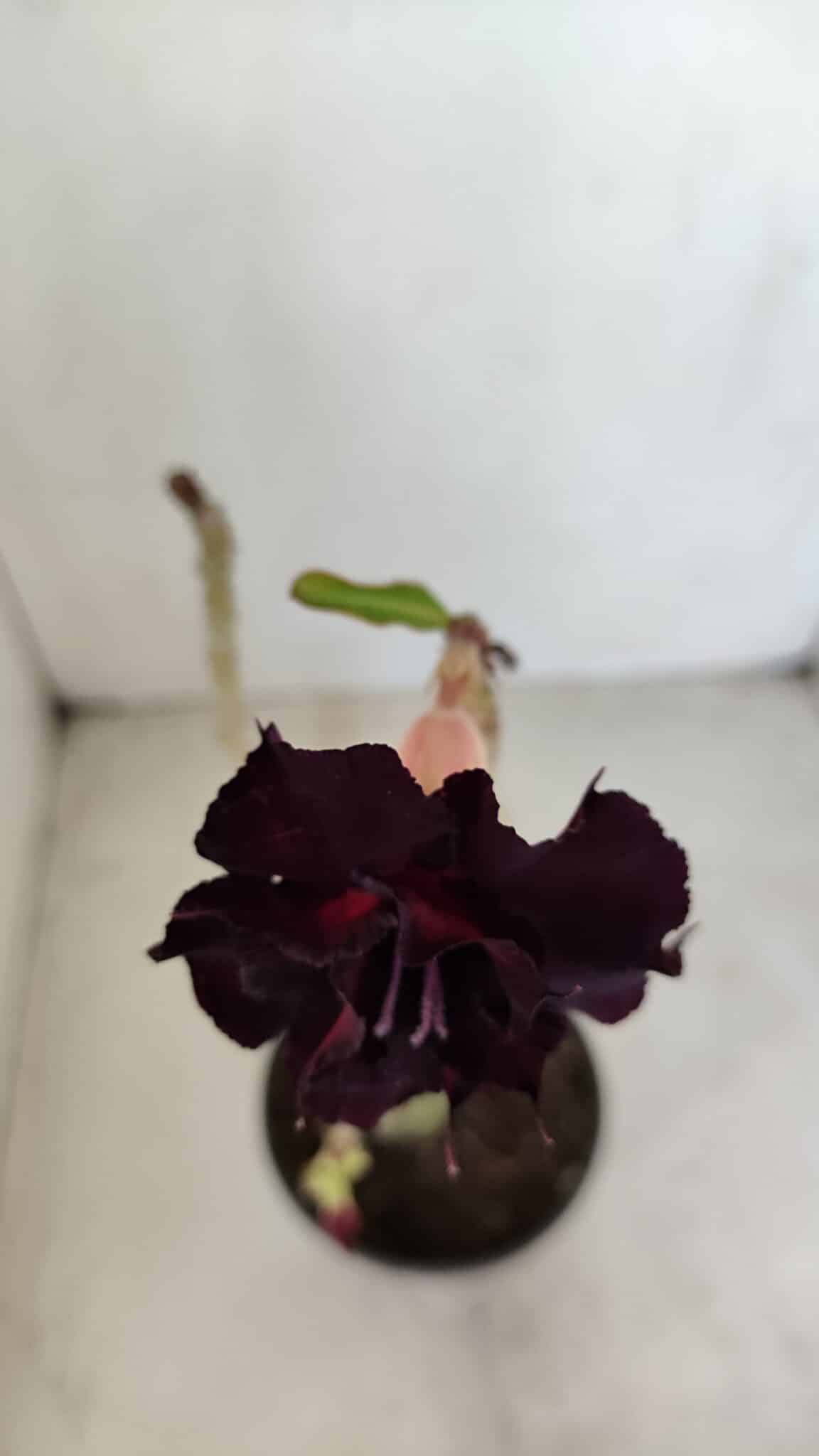 Planta Dobrada 3378 – 35cm – 03 anos - foto 4