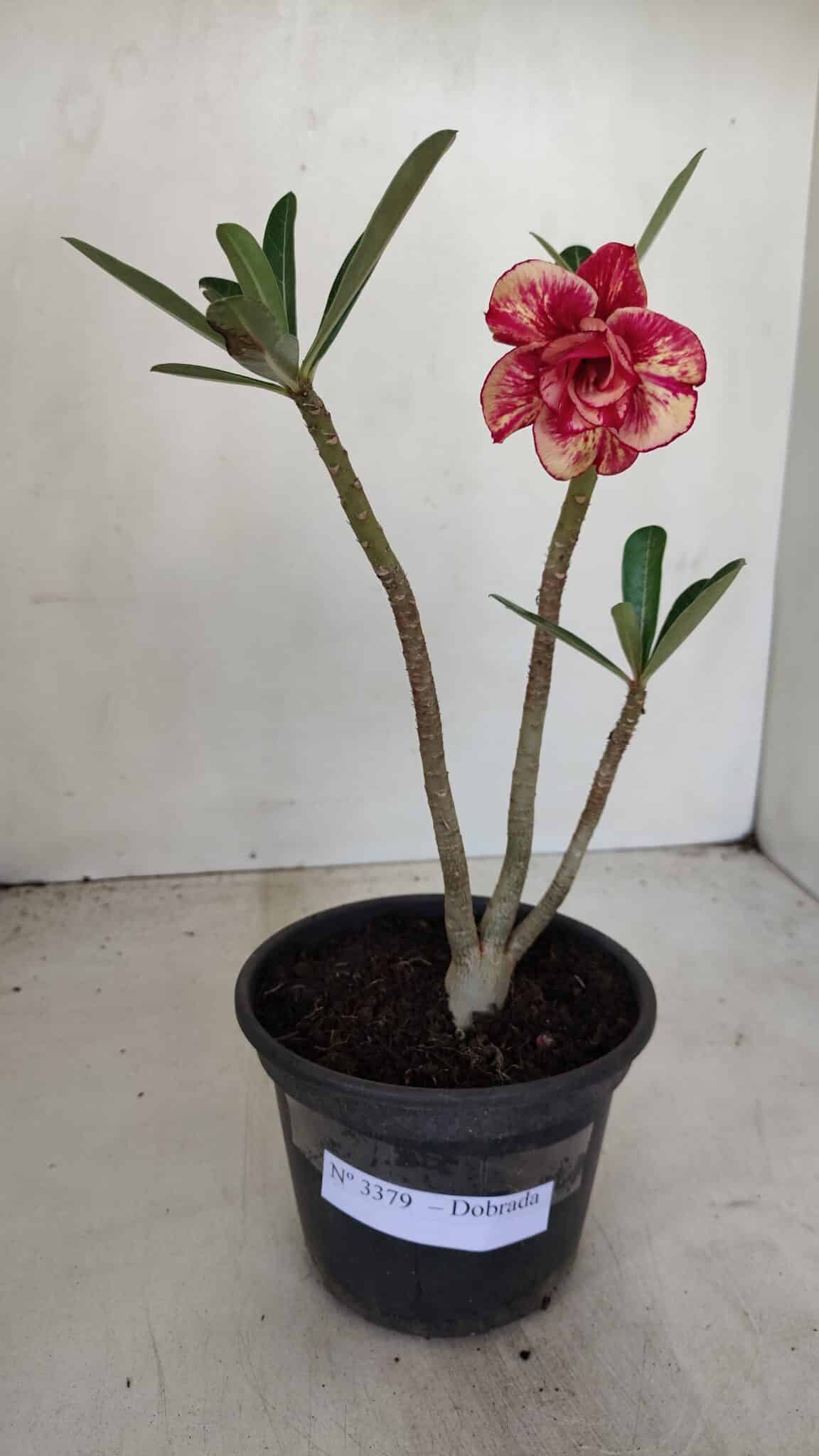 Planta Dobrada 3379 – 30cm – 02 anos - foto 2