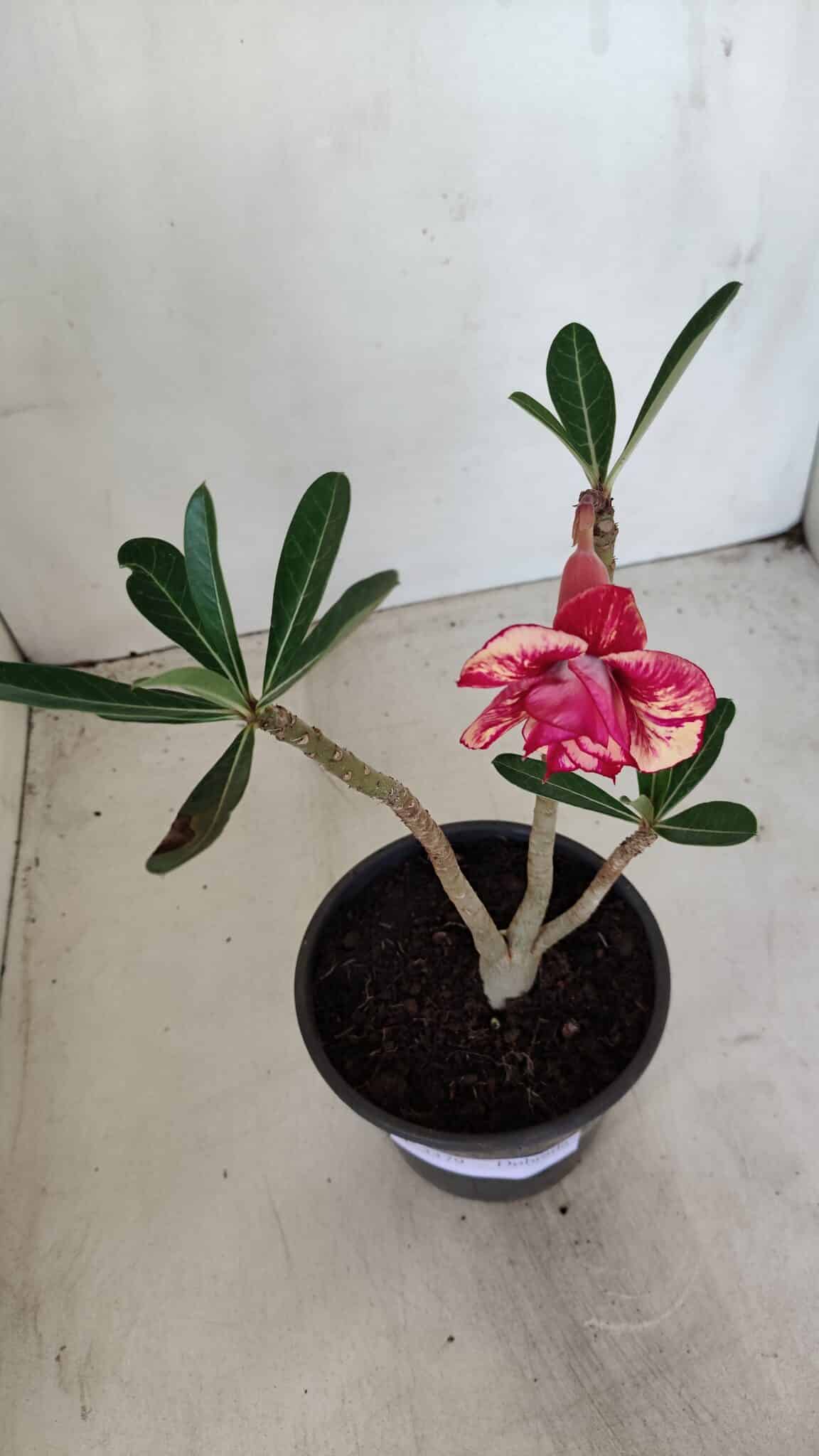 Planta Dobrada 3379 – 30cm – 02 anos - foto 4