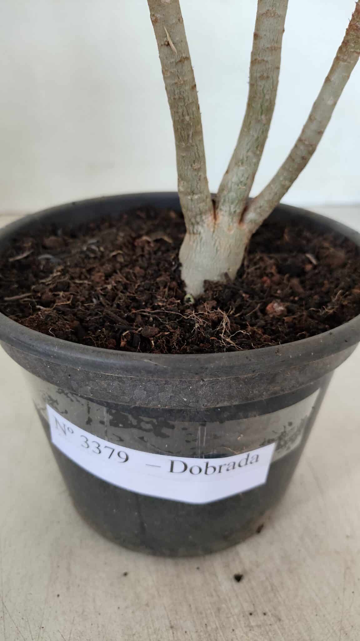 Planta Dobrada 3379 – 30cm – 02 anos - foto 6