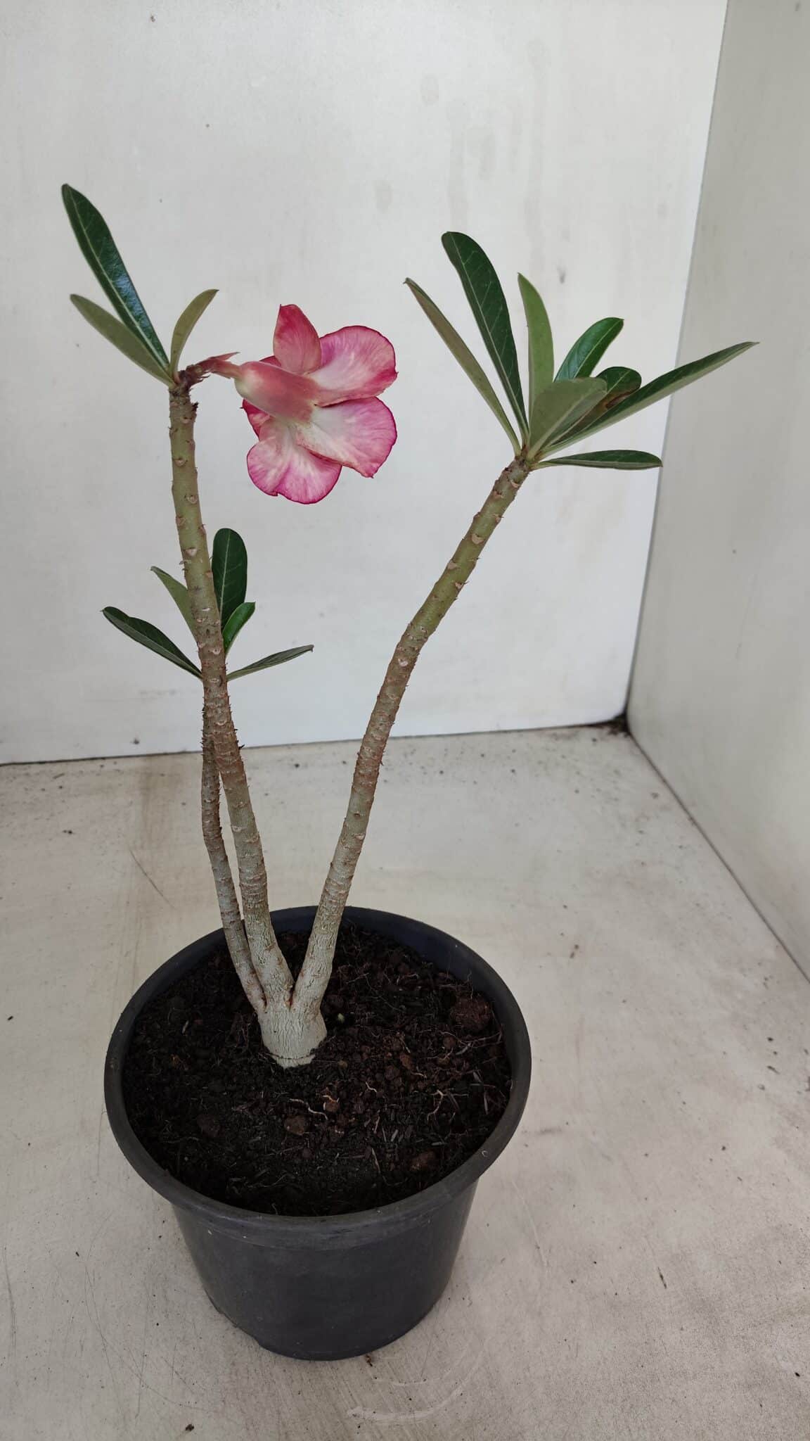 Planta Dobrada 3379 – 30cm – 02 anos - foto 5