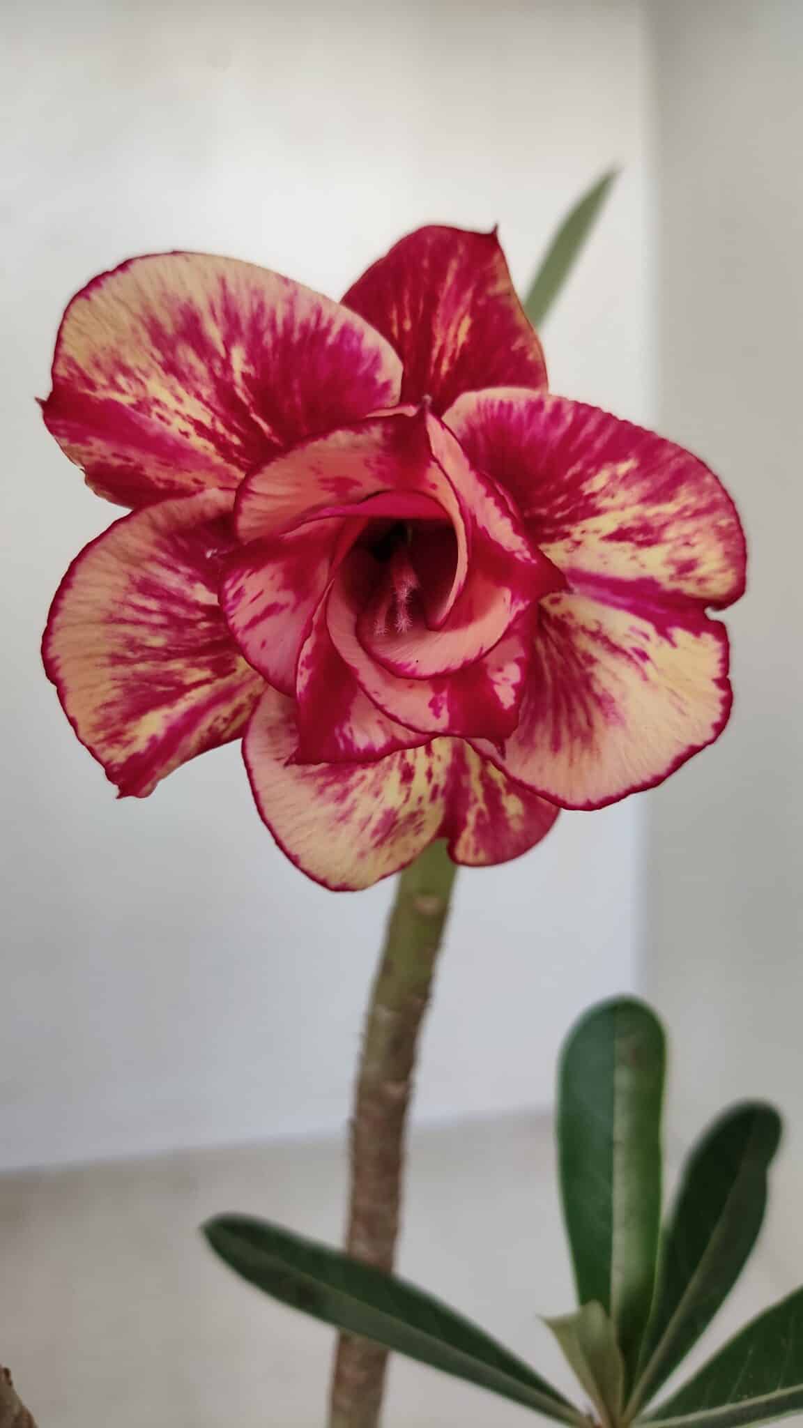 Planta Dobrada 3379 – 30cm – 02 anos - foto 3