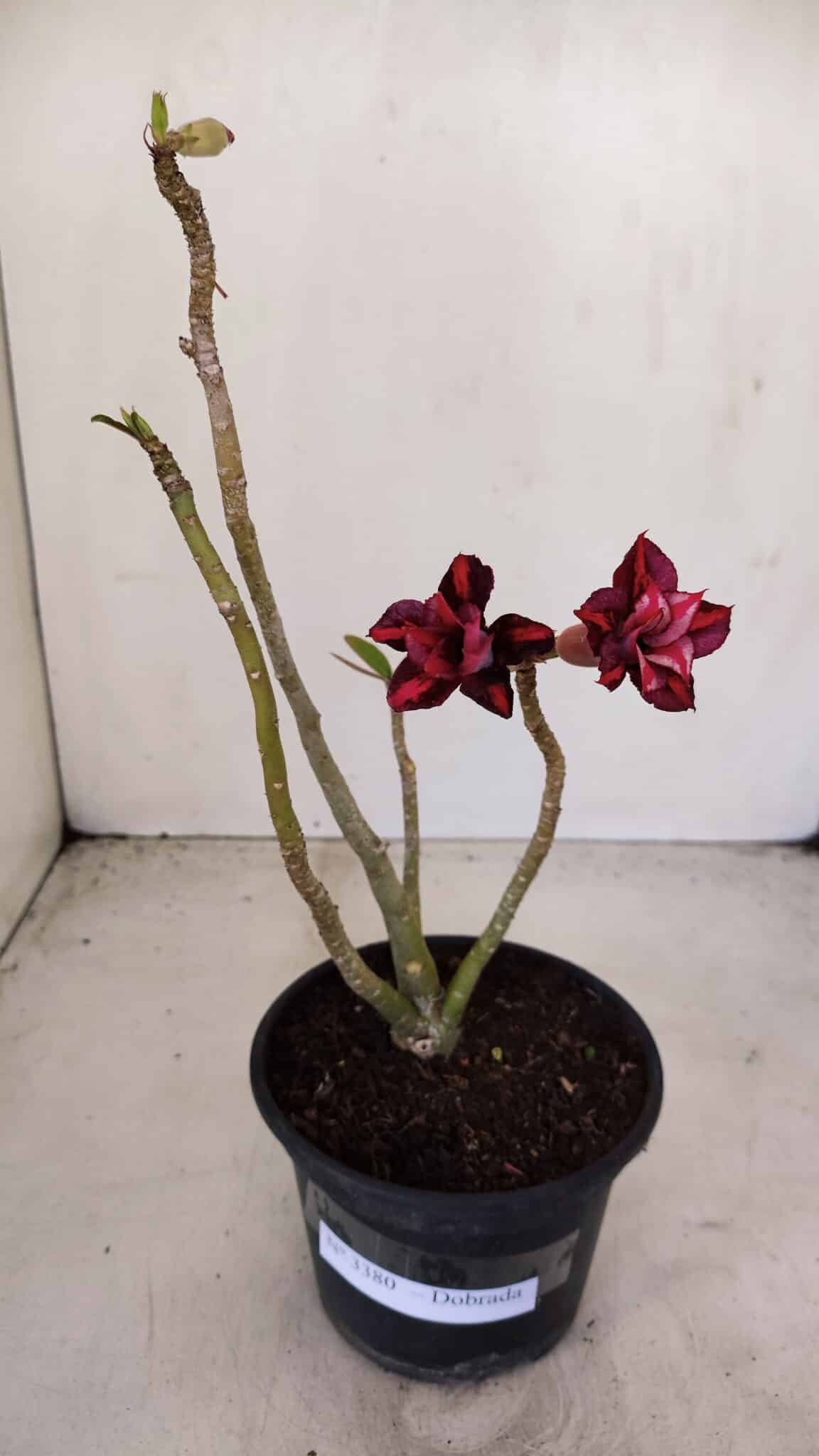 Planta Dobrada 3380 – 30cm – 02 anos - foto 2