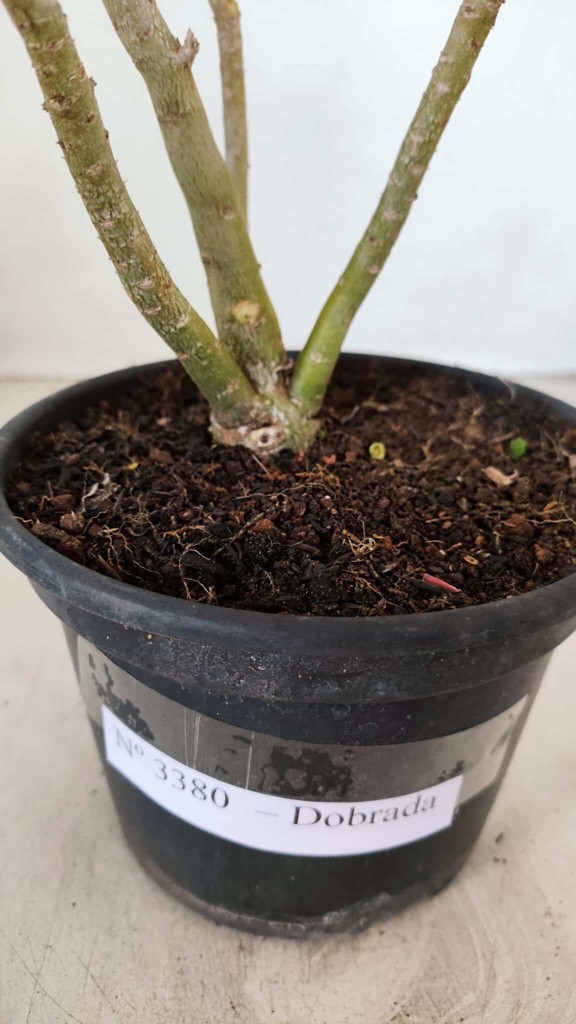 Planta Dobrada 3380 – 30cm – 02 anos - foto 7
