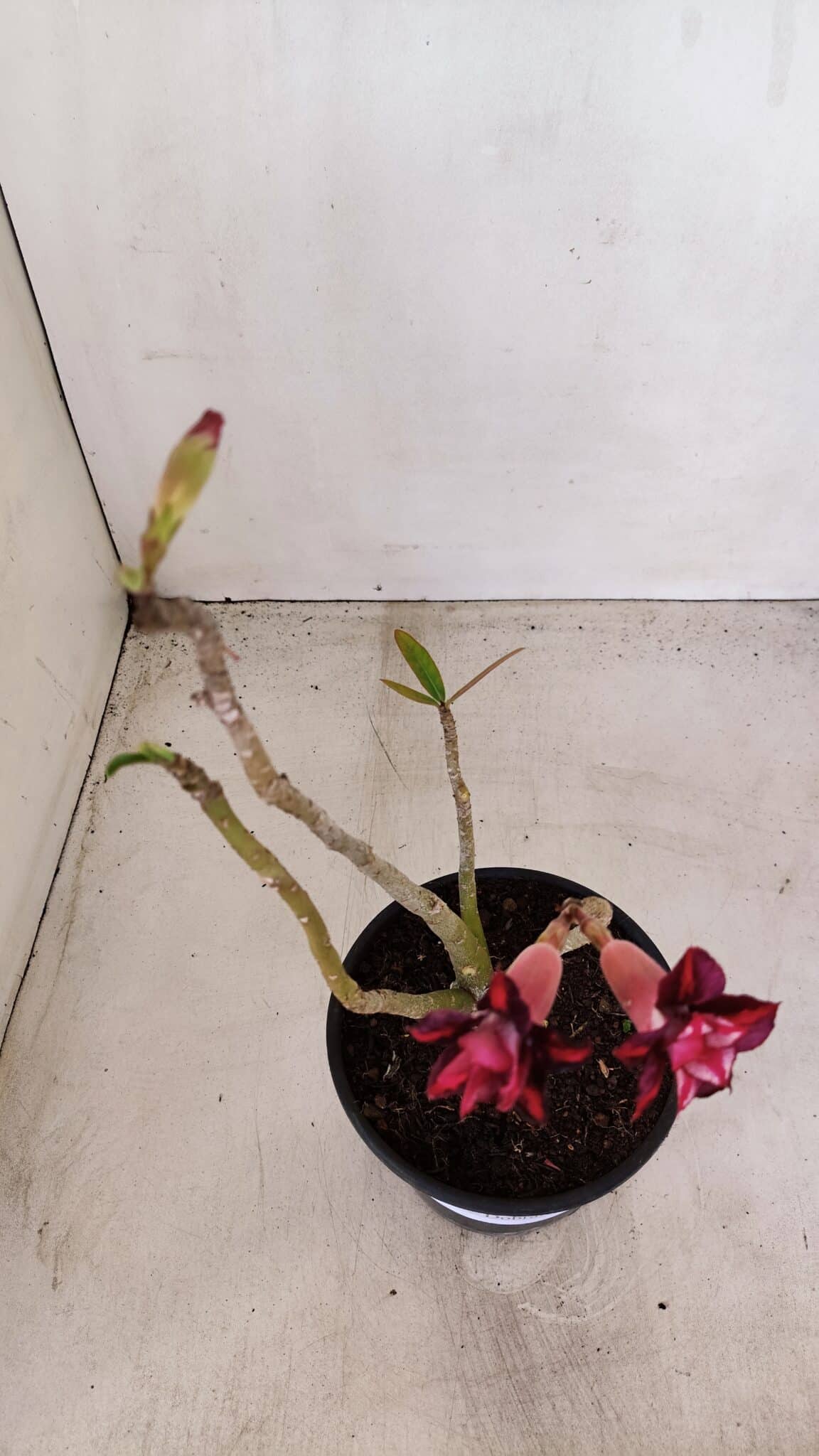 Planta Dobrada 3380 – 30cm – 02 anos - foto 5