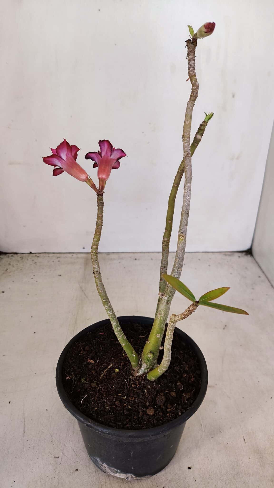 Planta Dobrada 3380 – 30cm – 02 anos - foto 6