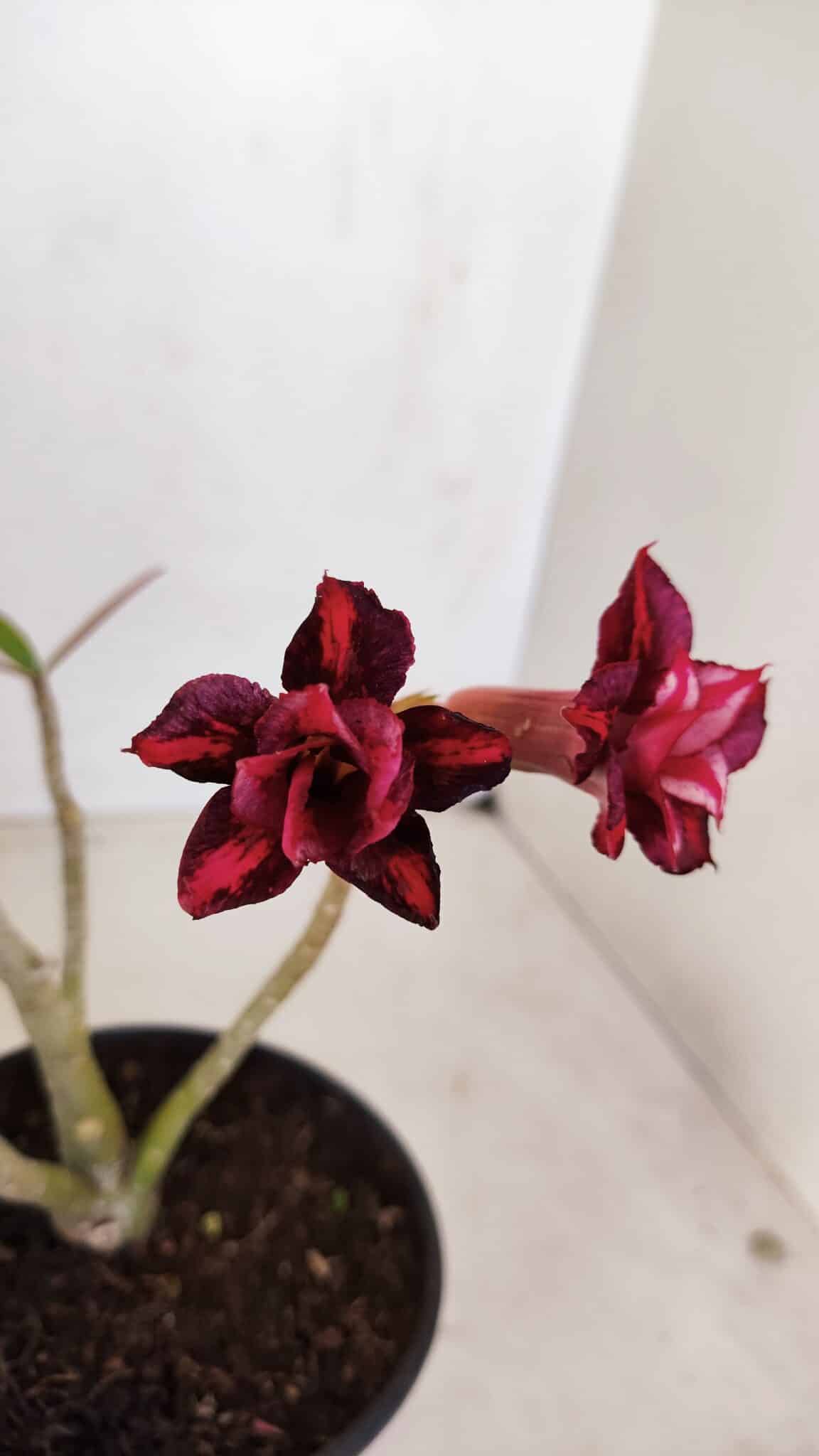 Planta Dobrada 3380 – 30cm – 02 anos - foto 3