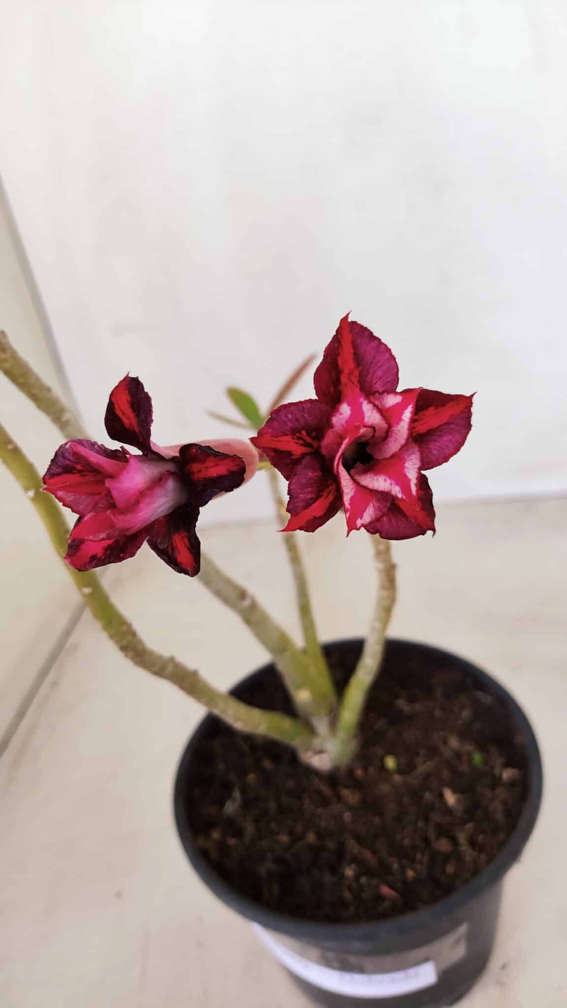 Planta Dobrada 3380 – 30cm – 02 anos - foto 4