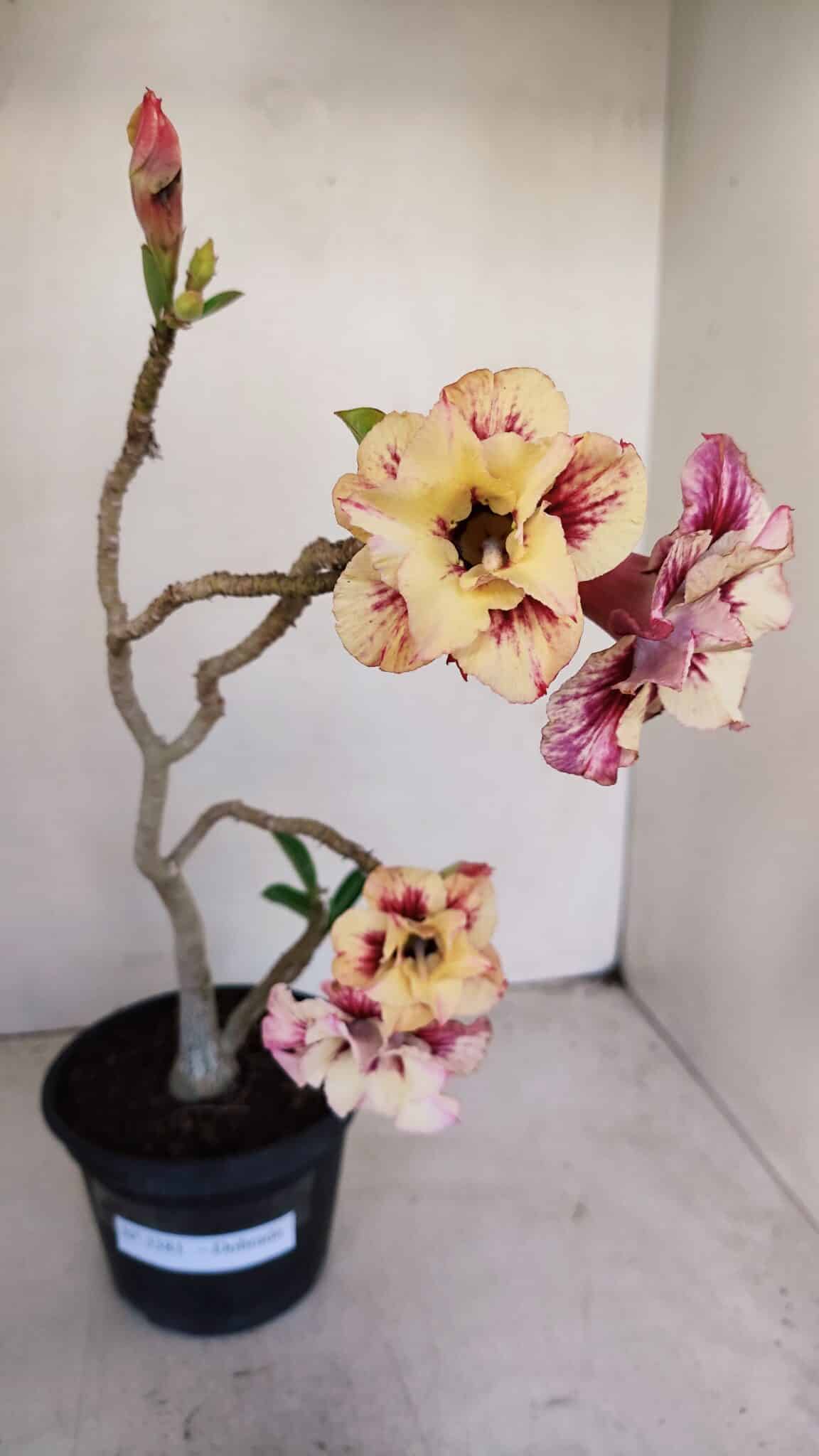 Planta Dobrada 3381 – 35cm – 03 anos - foto 2