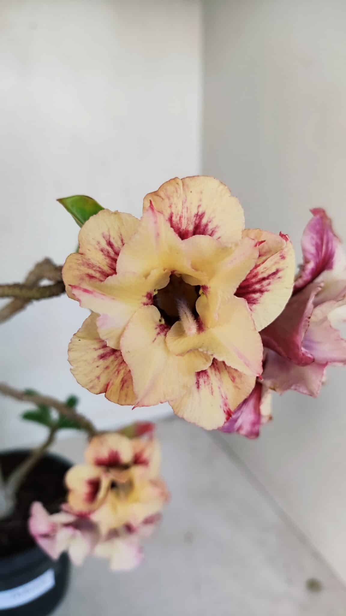 Planta Dobrada 3381 – 35cm – 03 anos - foto 4