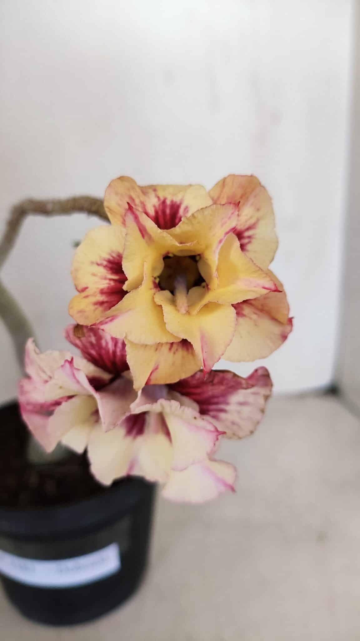 Planta Dobrada 3381 – 35cm – 03 anos - foto 3
