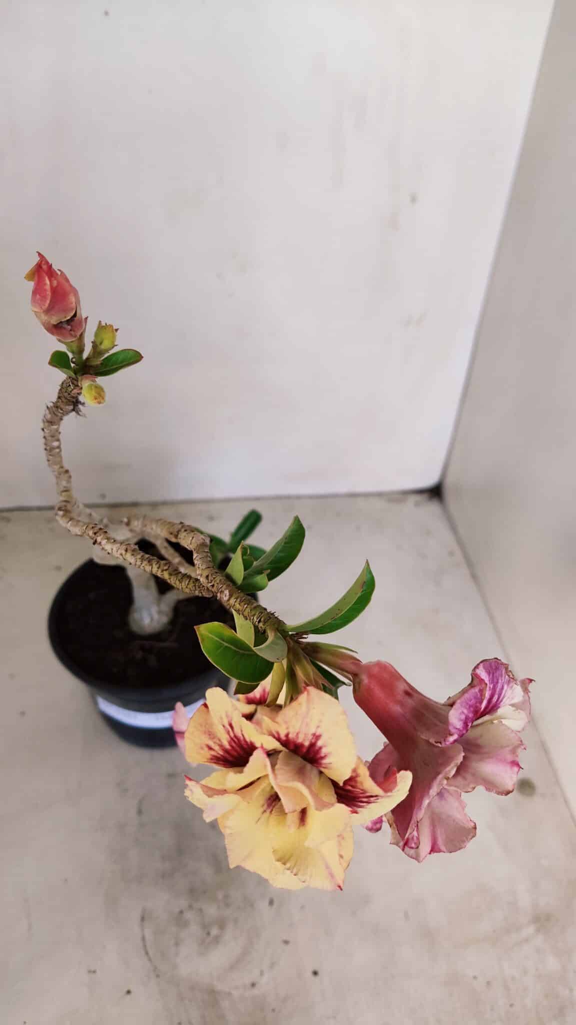 Planta Dobrada 3381 – 35cm – 03 anos - foto 5