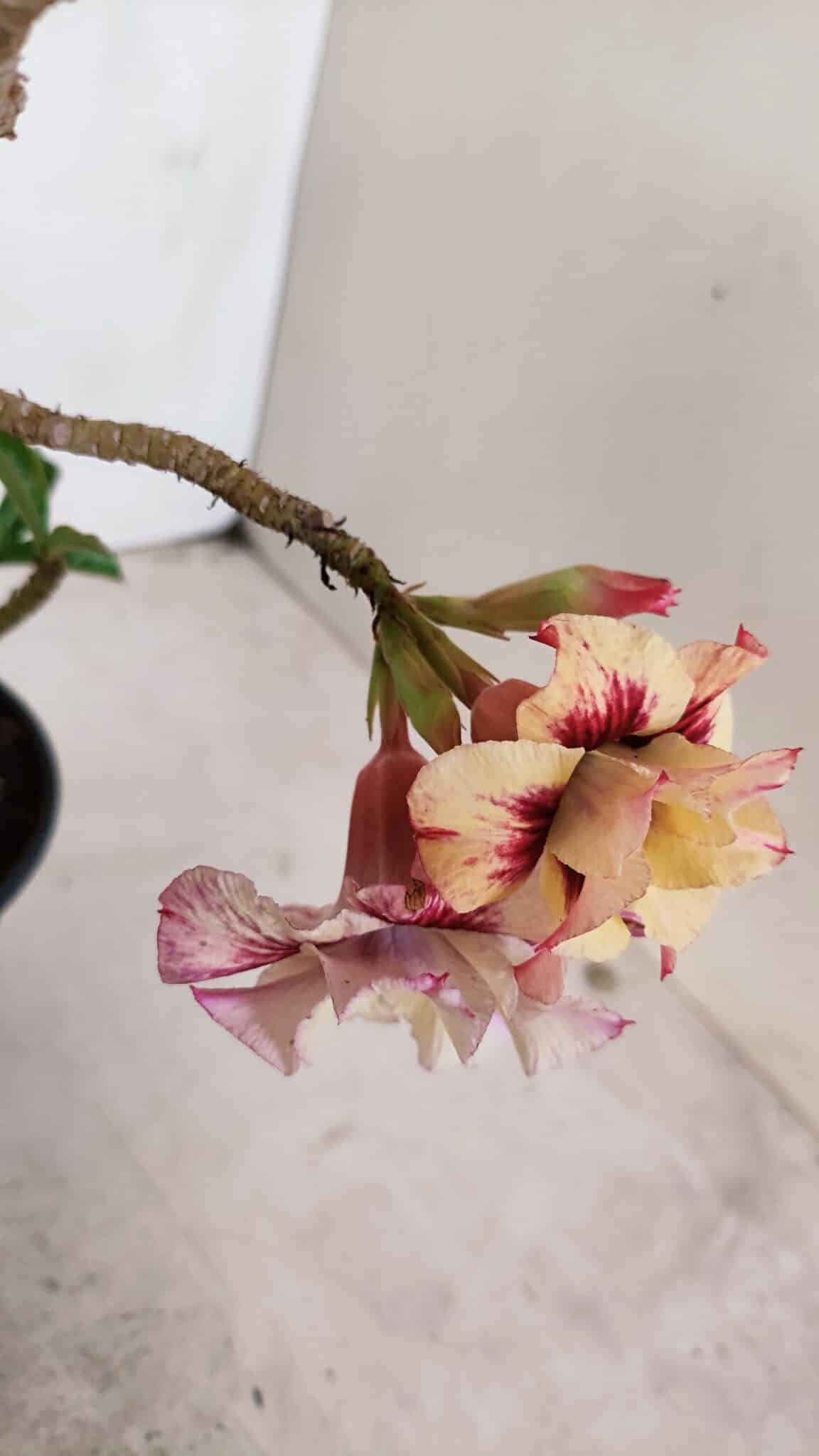 Planta Dobrada 3381 – 35cm – 03 anos - foto 6