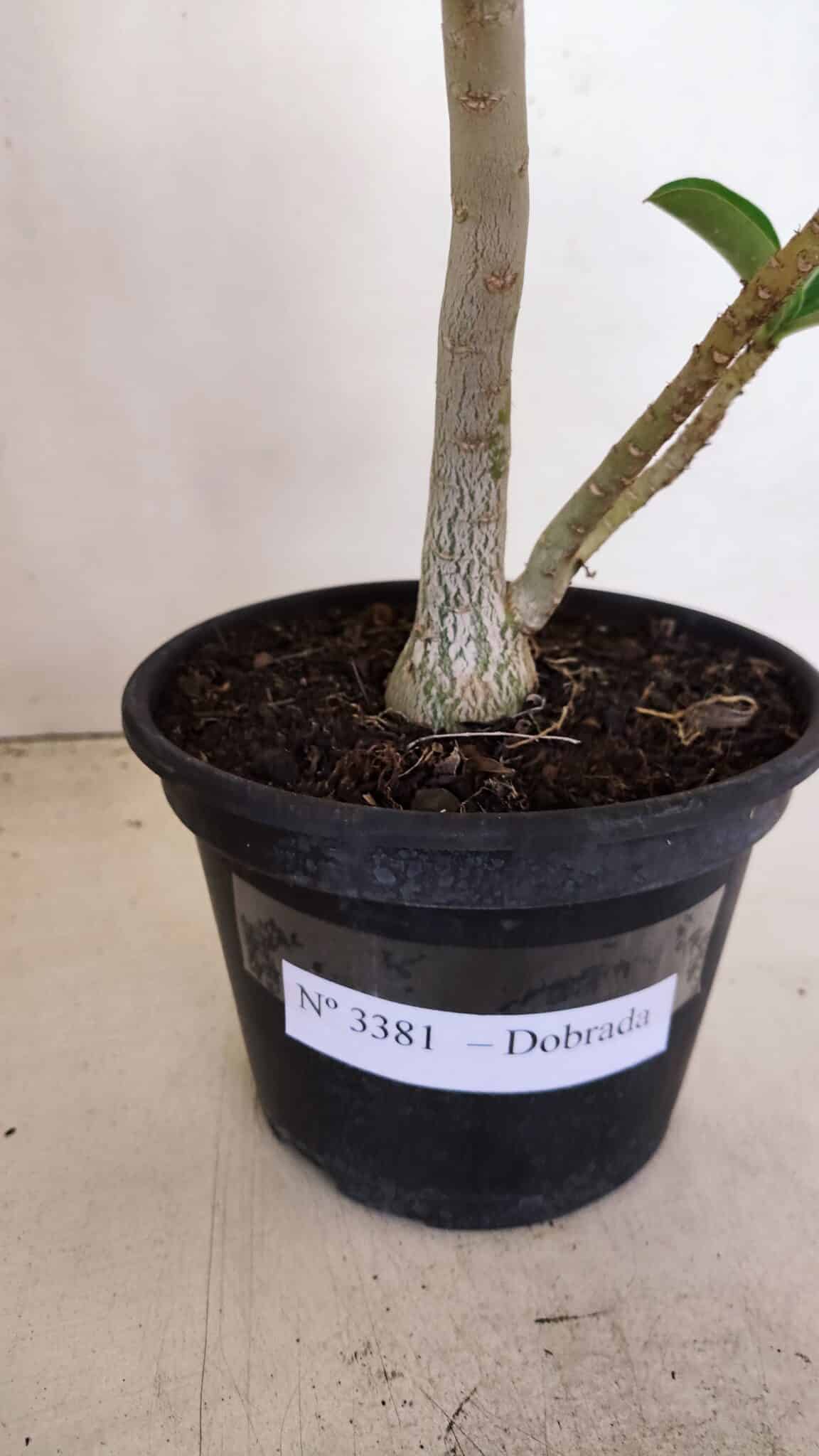Planta Dobrada 3381 – 35cm – 03 anos - foto 8