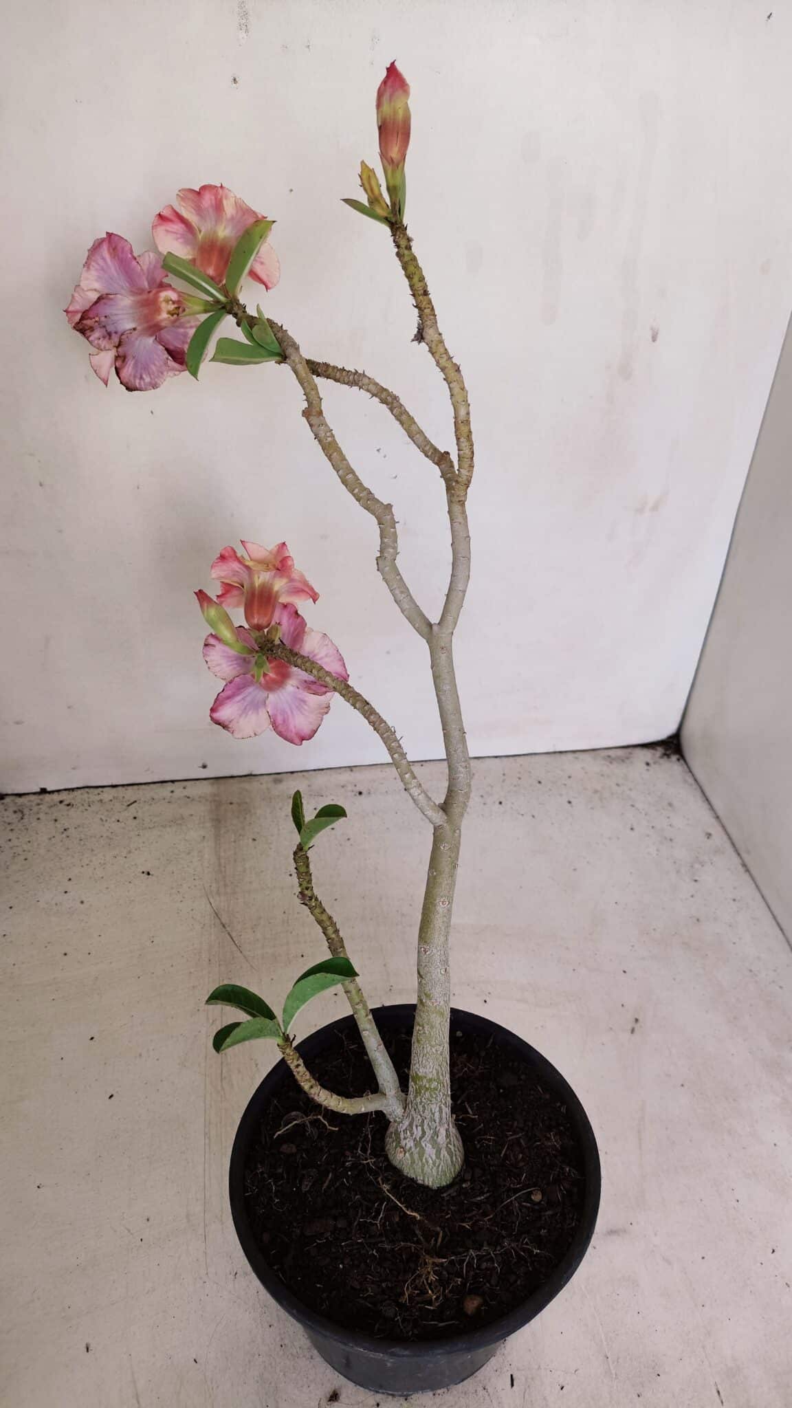 Planta Dobrada 3381 – 35cm – 03 anos - foto 7