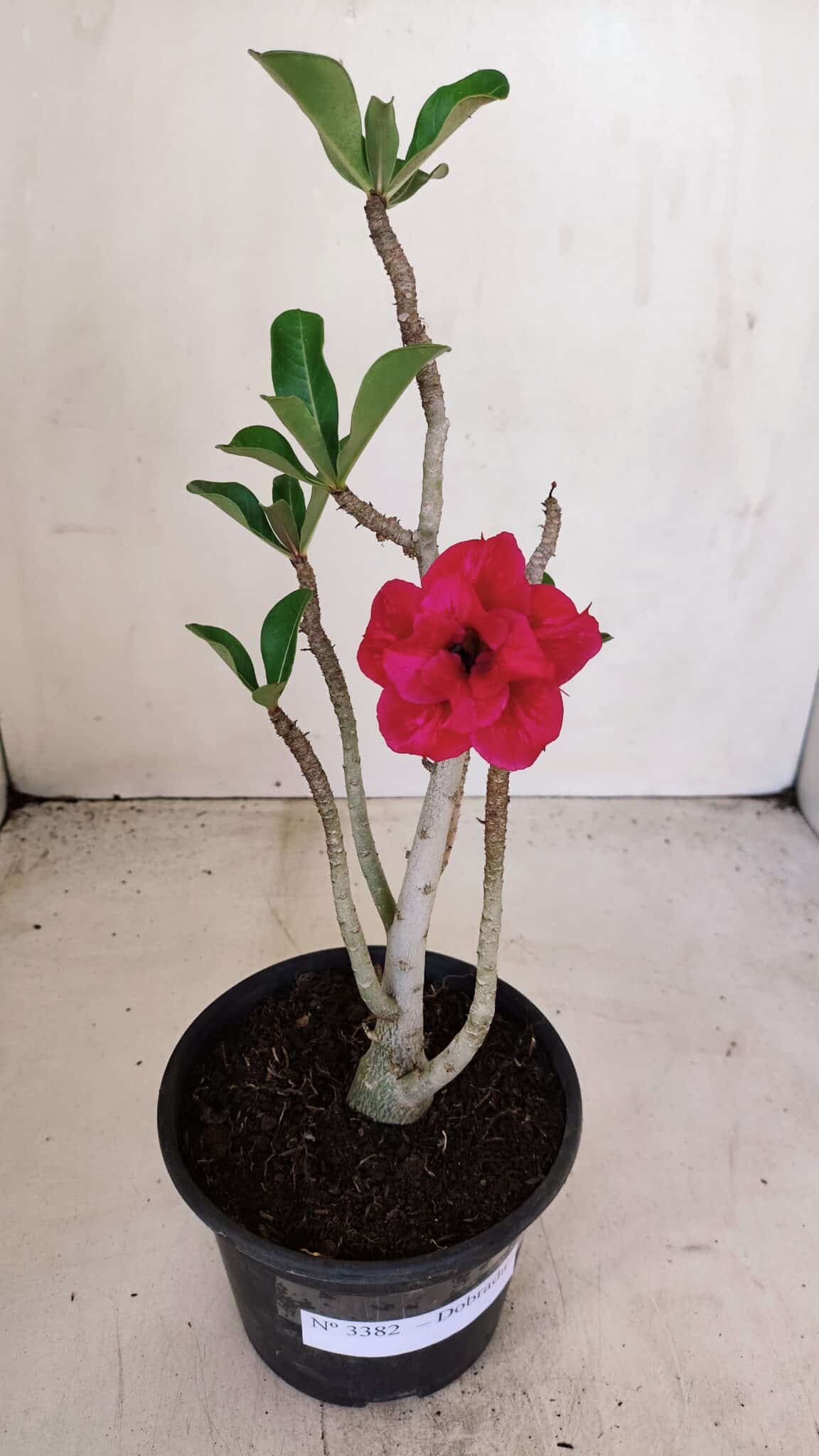 Planta Dobrada 3382 – 30cm – 02 anos - foto 2