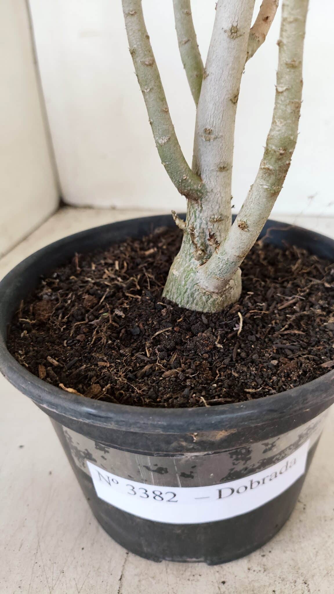 Planta Dobrada 3382 – 30cm – 02 anos - foto 7
