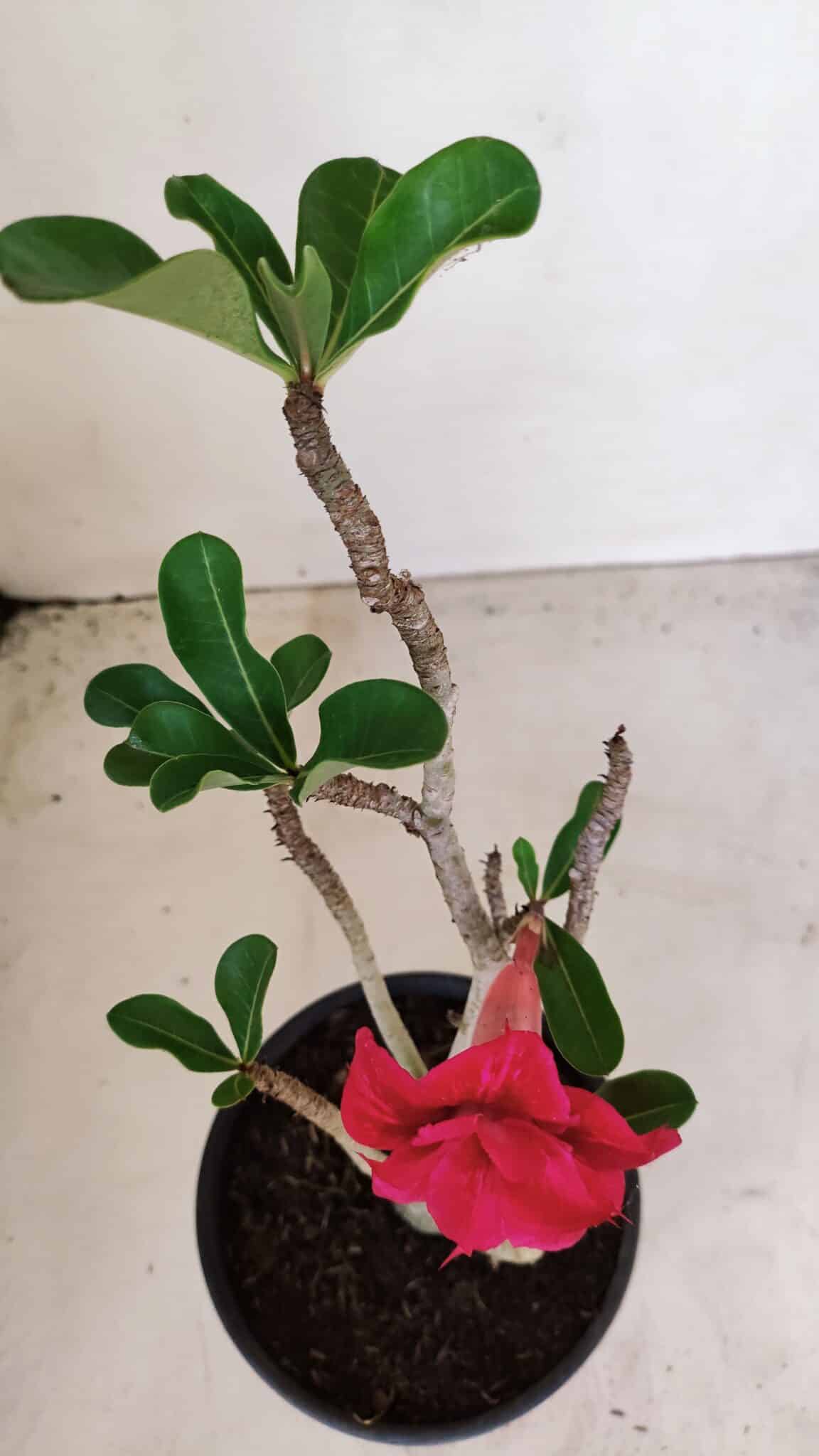 Planta Dobrada 3382 – 30cm – 02 anos - foto 4