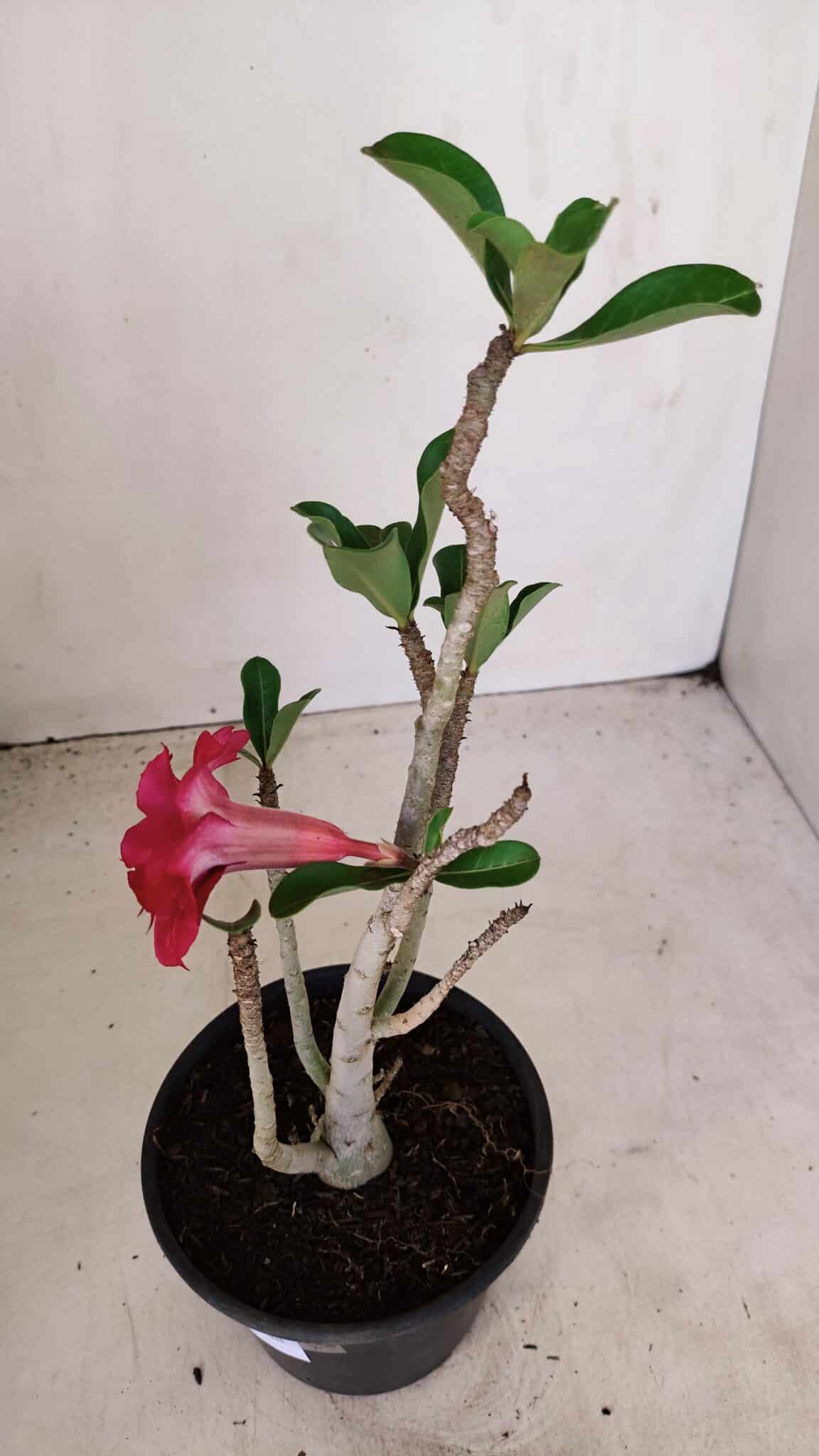 Planta Dobrada 3382 – 30cm – 02 anos - foto 5