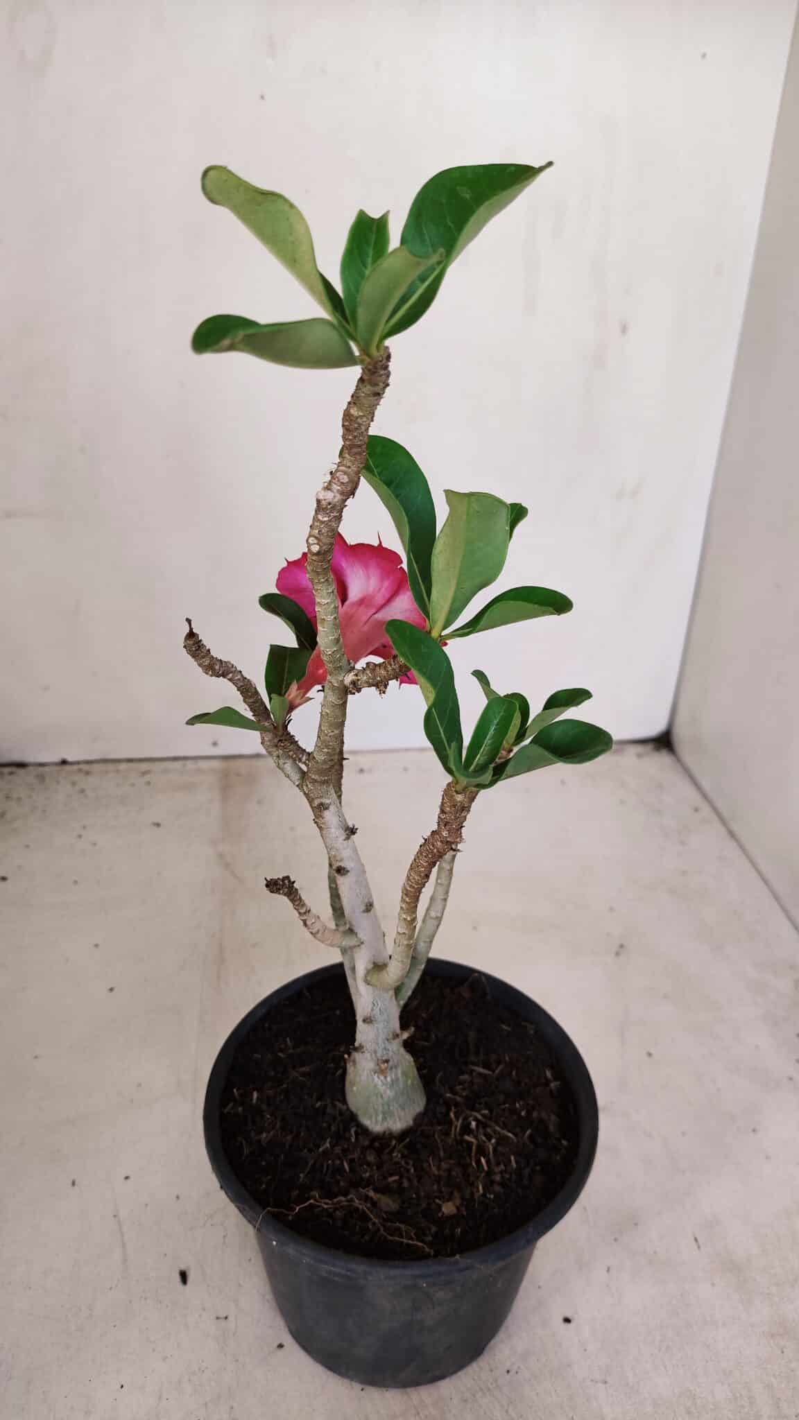Planta Dobrada 3382 – 30cm – 02 anos - foto 6