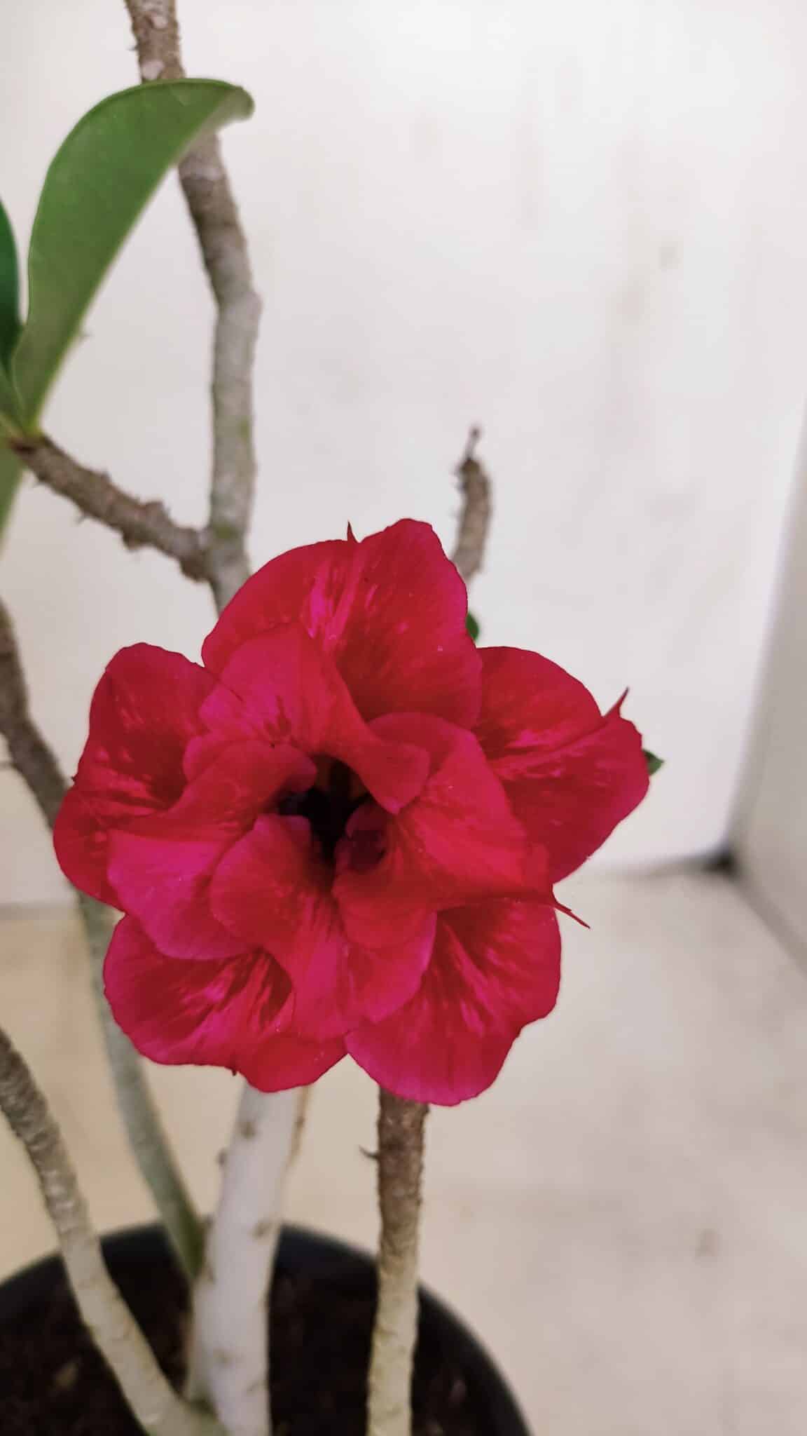 Planta Dobrada 3382 – 30cm – 02 anos - foto 3