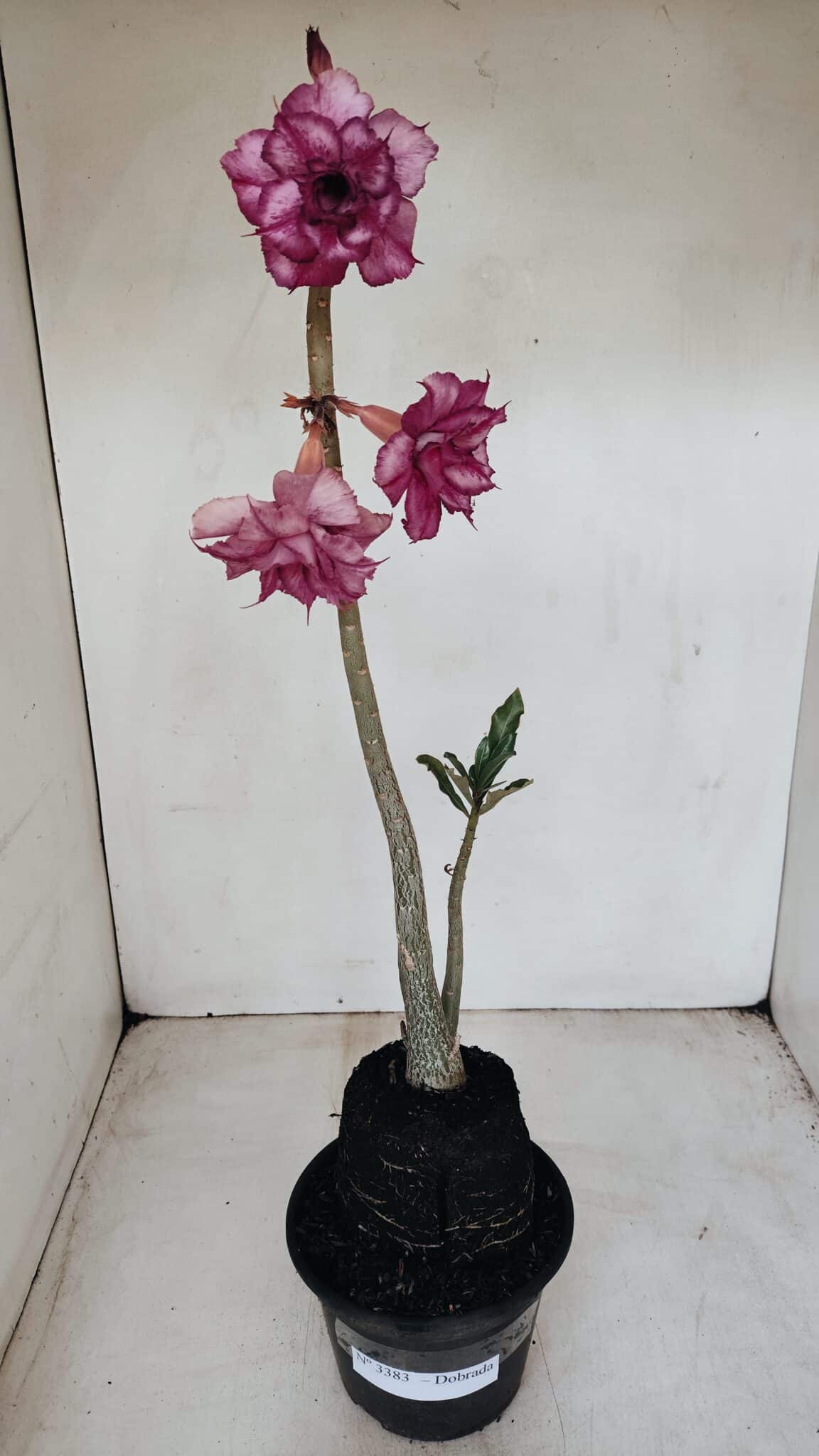 Planta Dobrada 3383 – 40cm – 03 anos - foto 8