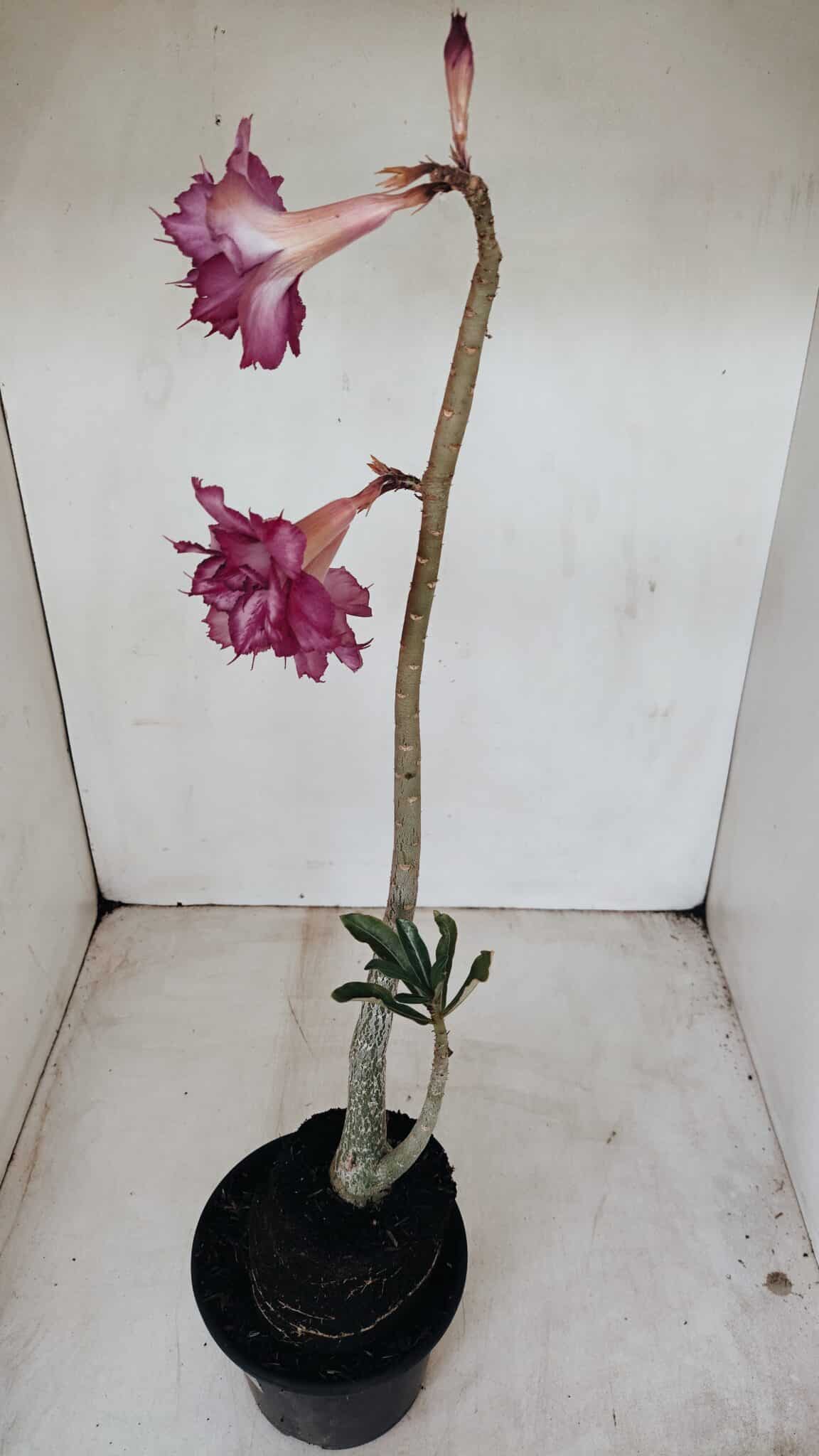 Planta Dobrada 3383 – 40cm – 03 anos - foto 7