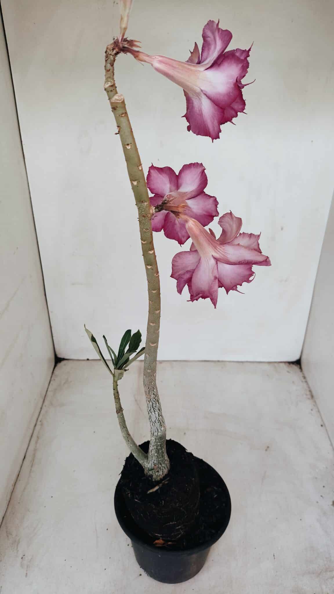 Planta Dobrada 3383 – 40cm – 03 anos - foto 2