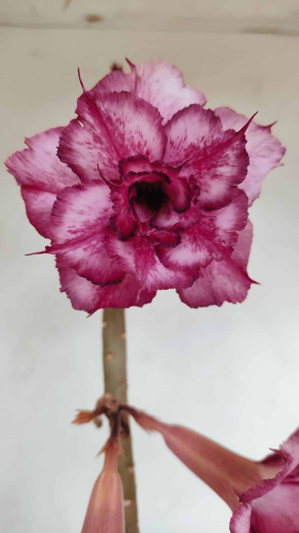 Planta Dobrada 3383 – 40cm – 03 anos - foto 3