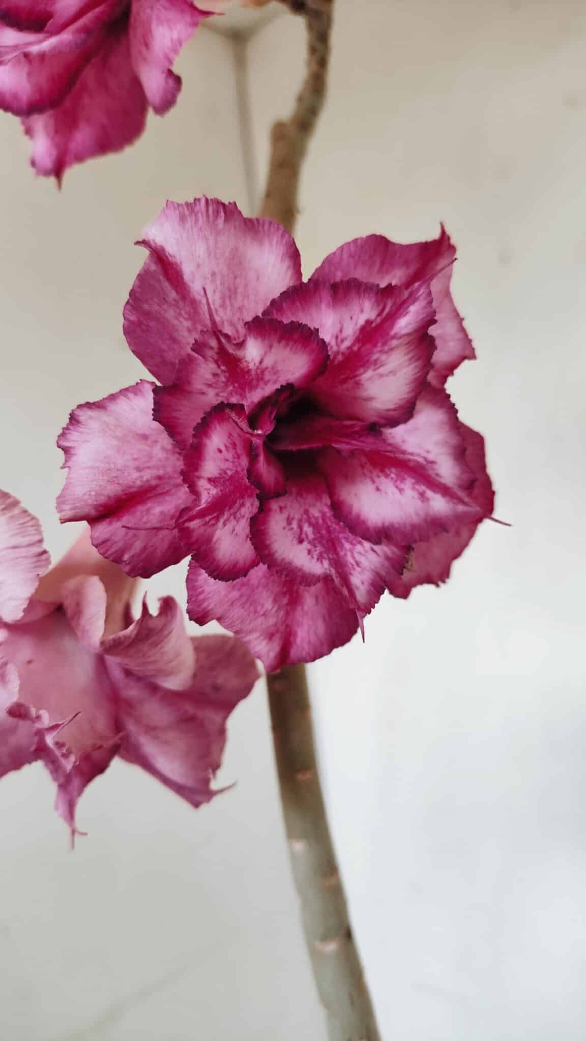 Planta Dobrada 3383 – 40cm – 03 anos - foto 4