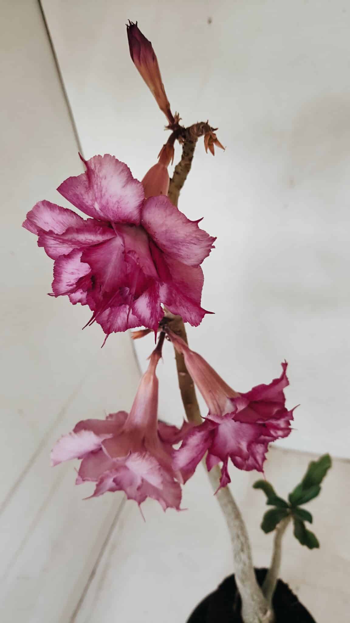 Planta Dobrada 3383 – 40cm – 03 anos - foto 5