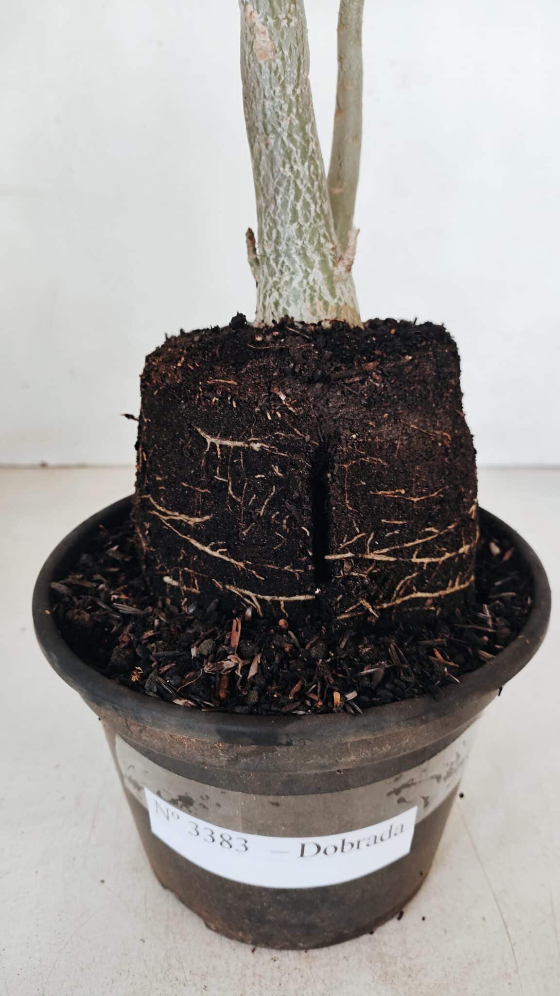 Planta Dobrada 3383 – 40cm – 03 anos - foto 6