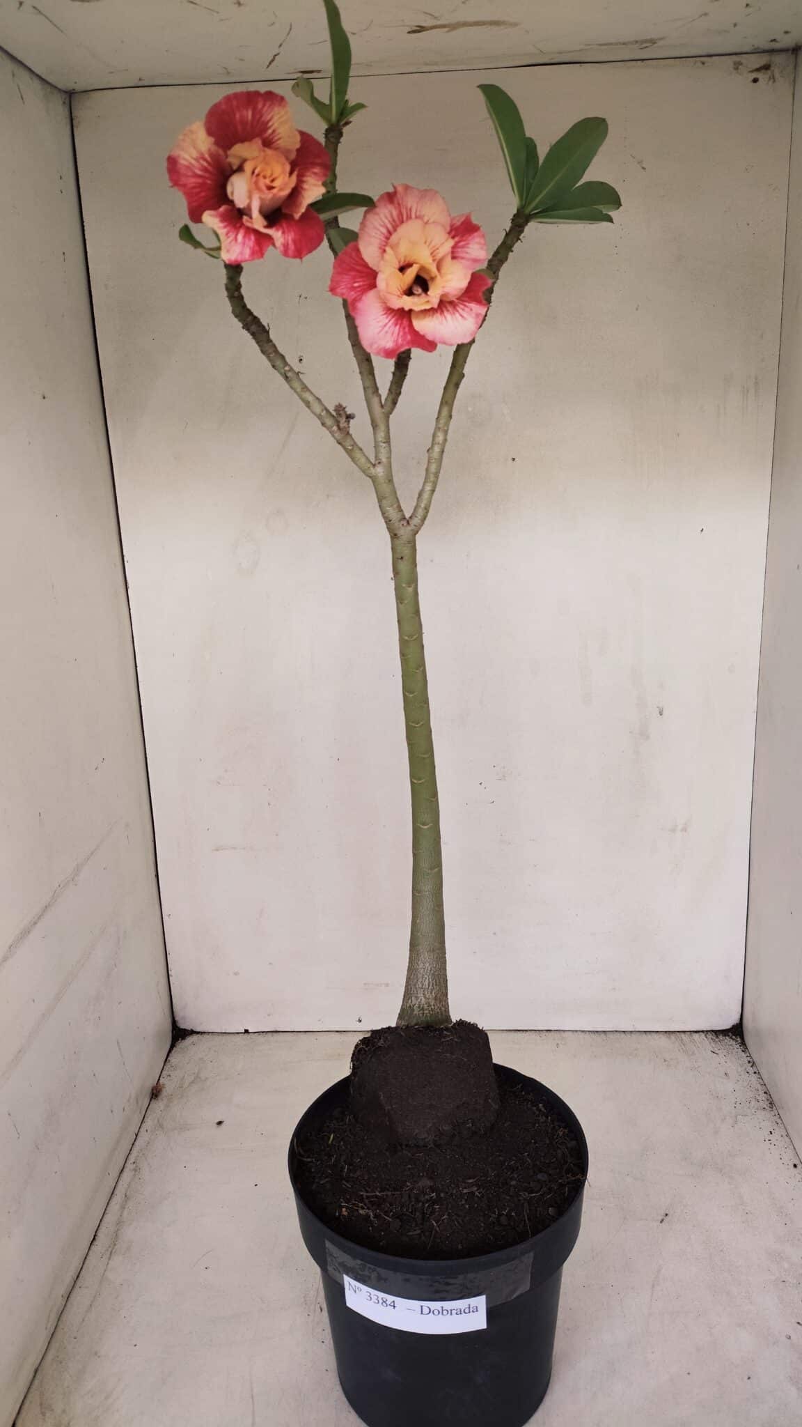 Planta Dobrada 3384 – 50cm – 04 anos - foto 2
