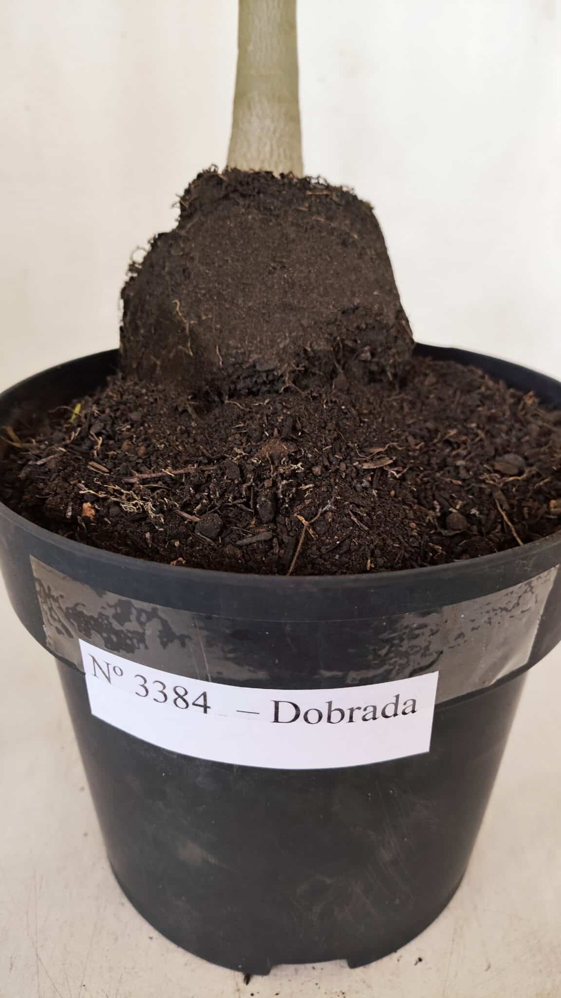 Planta Dobrada 3384 – 50cm – 04 anos - foto 9