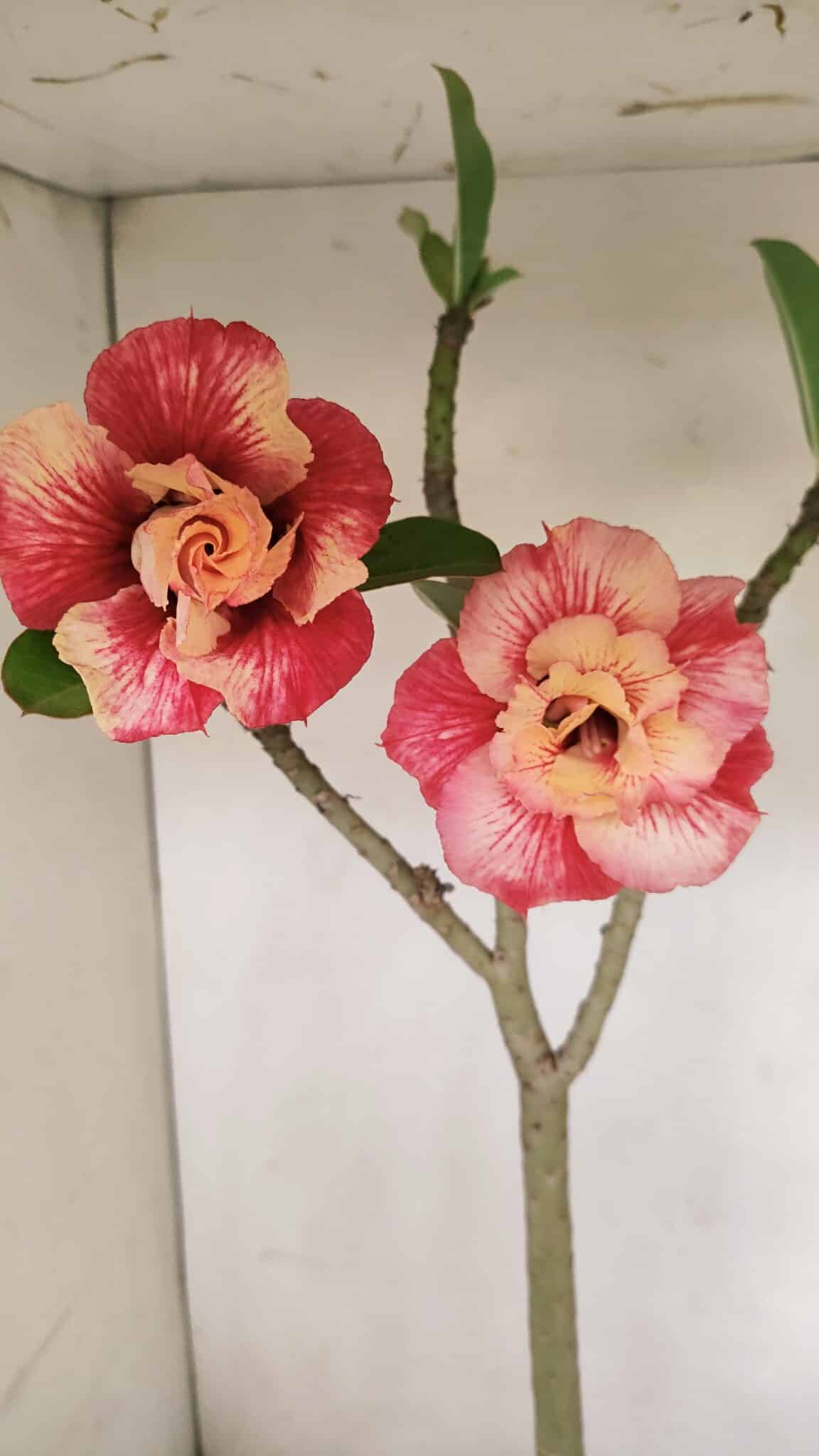 Planta Dobrada 3384 – 50cm – 04 anos - foto 8