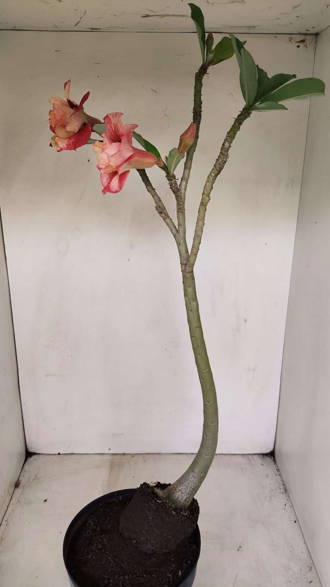 Planta Dobrada 3384 – 50cm – 04 anos - foto 7