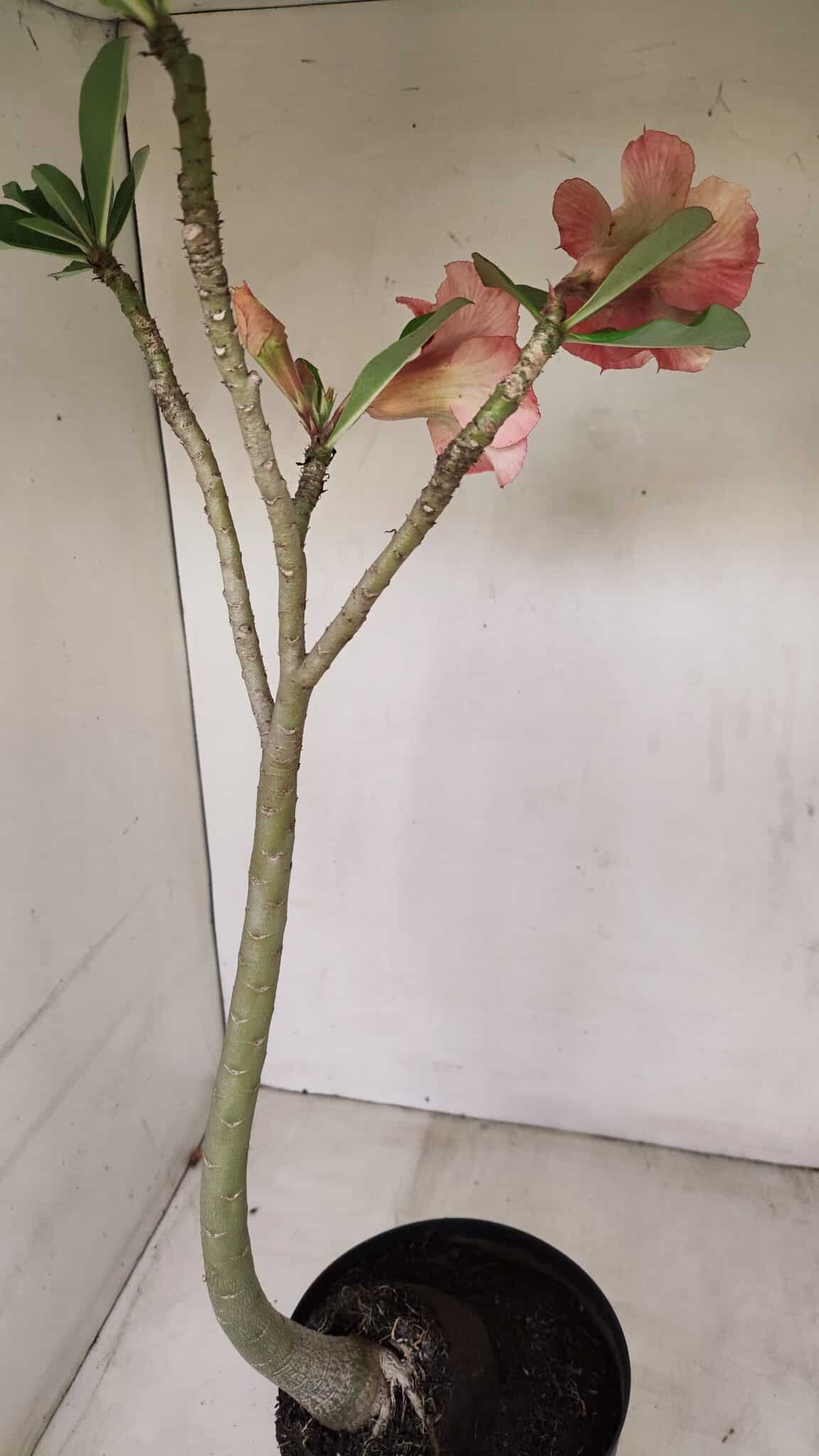 Planta Dobrada 3384 – 50cm – 04 anos - foto 6