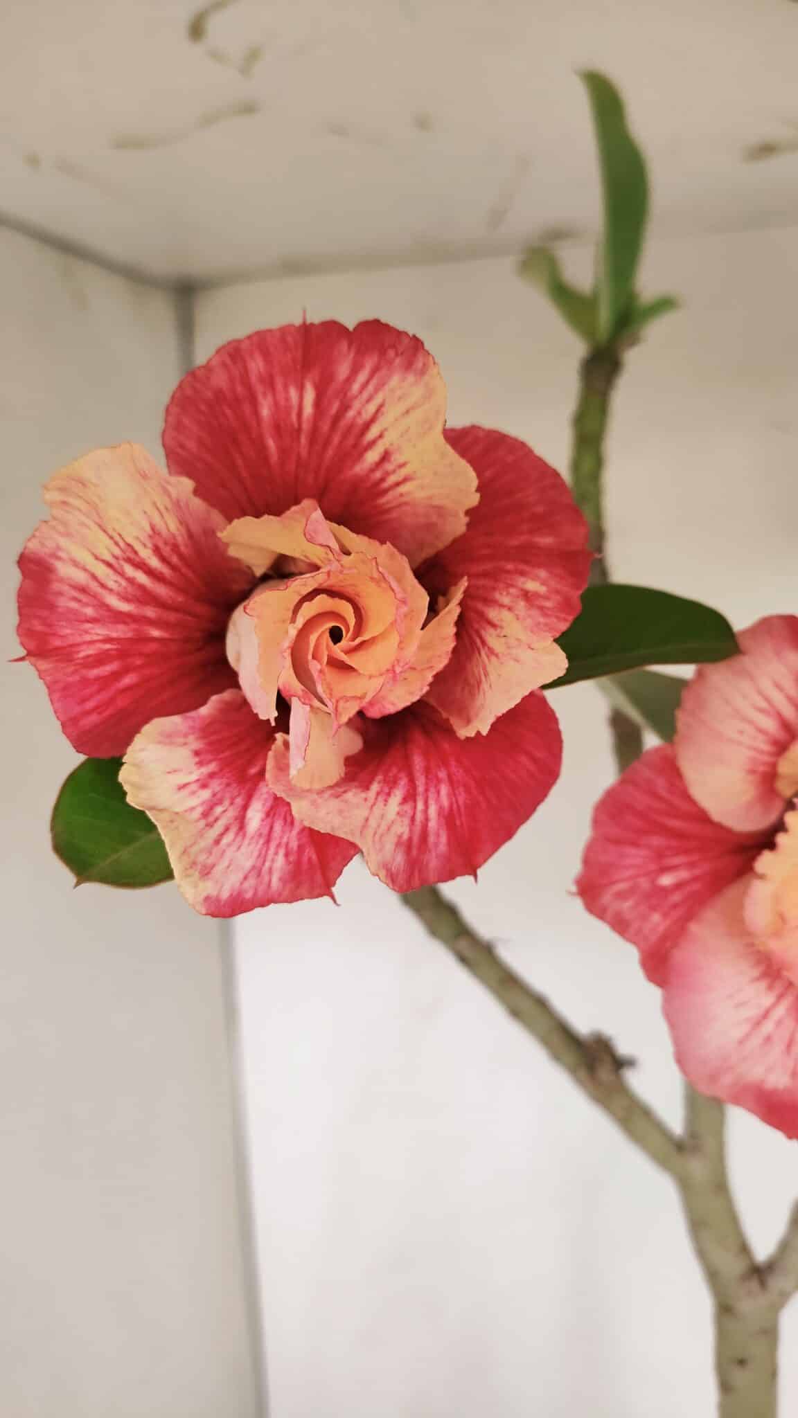 Planta Dobrada 3384 – 50cm – 04 anos - foto 3