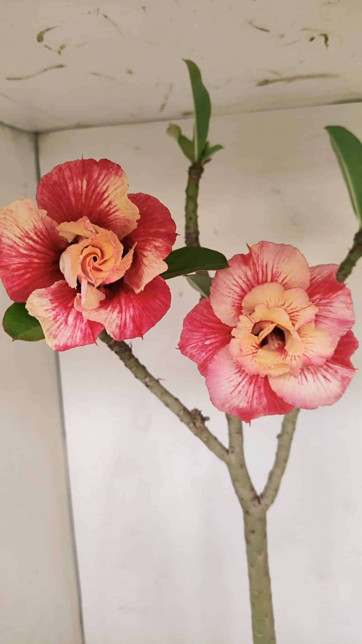 Planta Dobrada 3384 – 50cm – 04 anos - foto 4