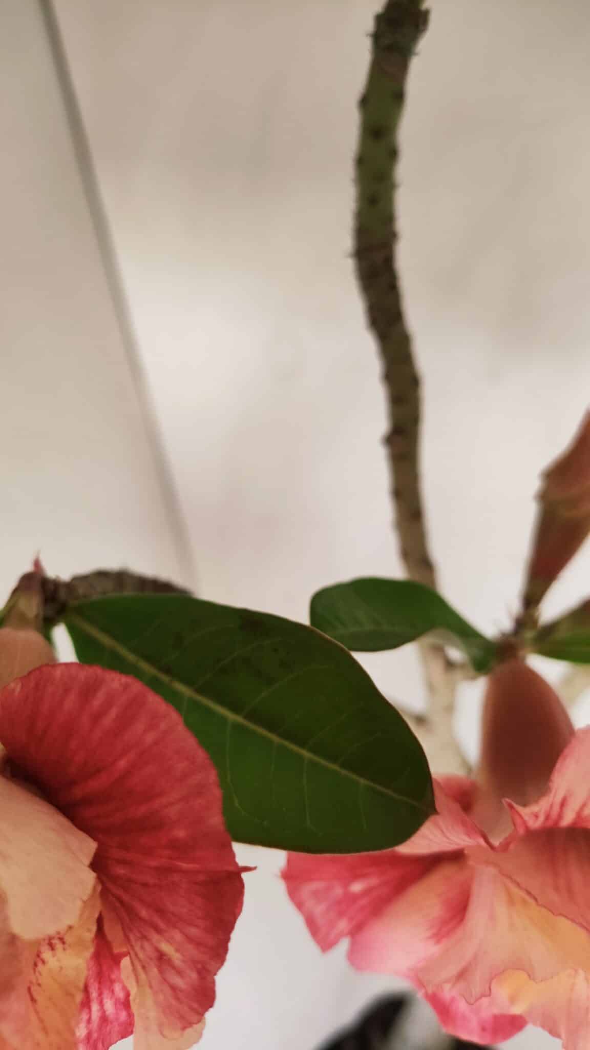 Planta Dobrada 3384 – 50cm – 04 anos - foto 5