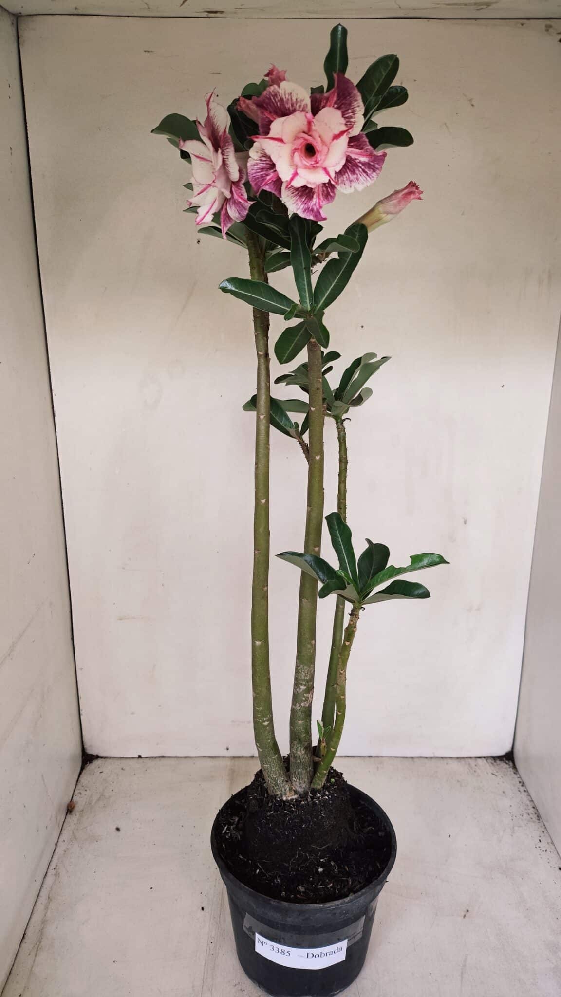 Planta Dobrada 3385 – 40cm – 03 anos - foto 2