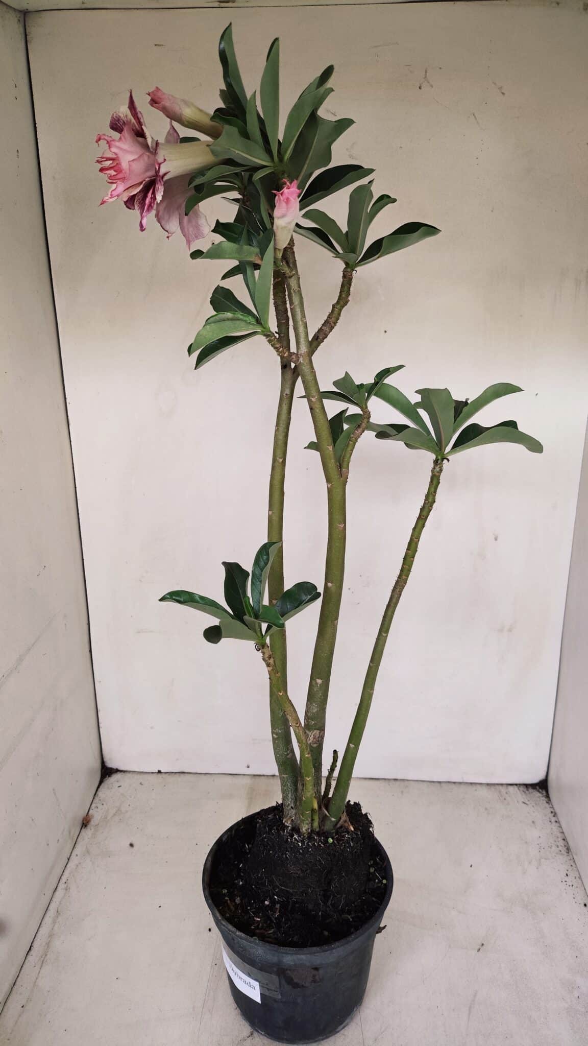 Planta Dobrada 3385 – 40cm – 03 anos - foto 7