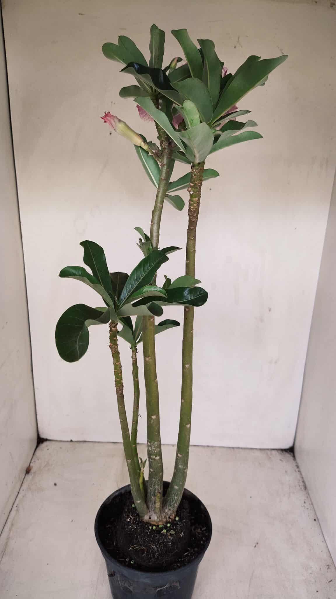 Planta Dobrada 3385 – 40cm – 03 anos - foto 6