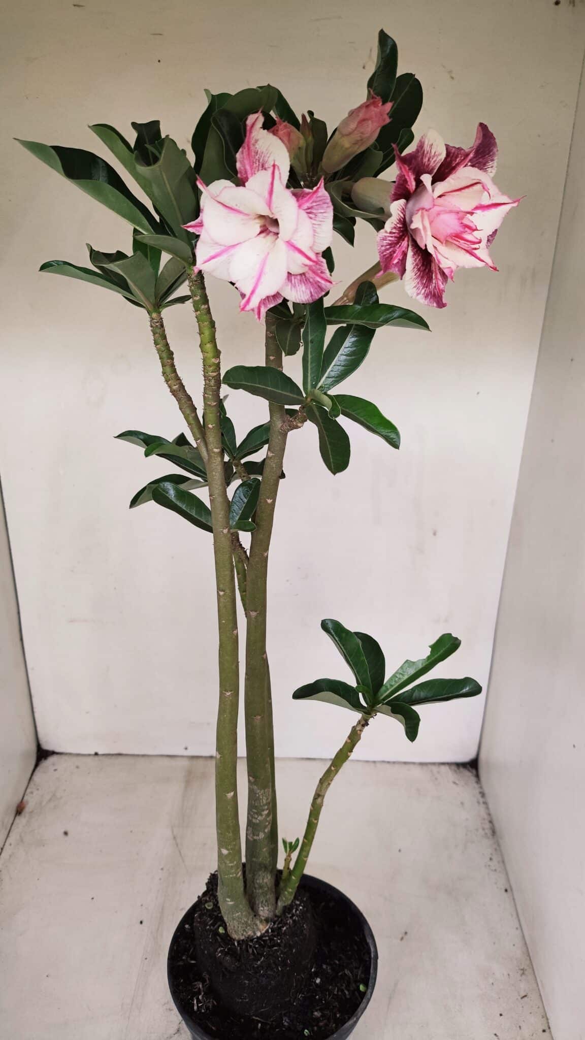 Planta Dobrada 3385 – 40cm – 03 anos - foto 5