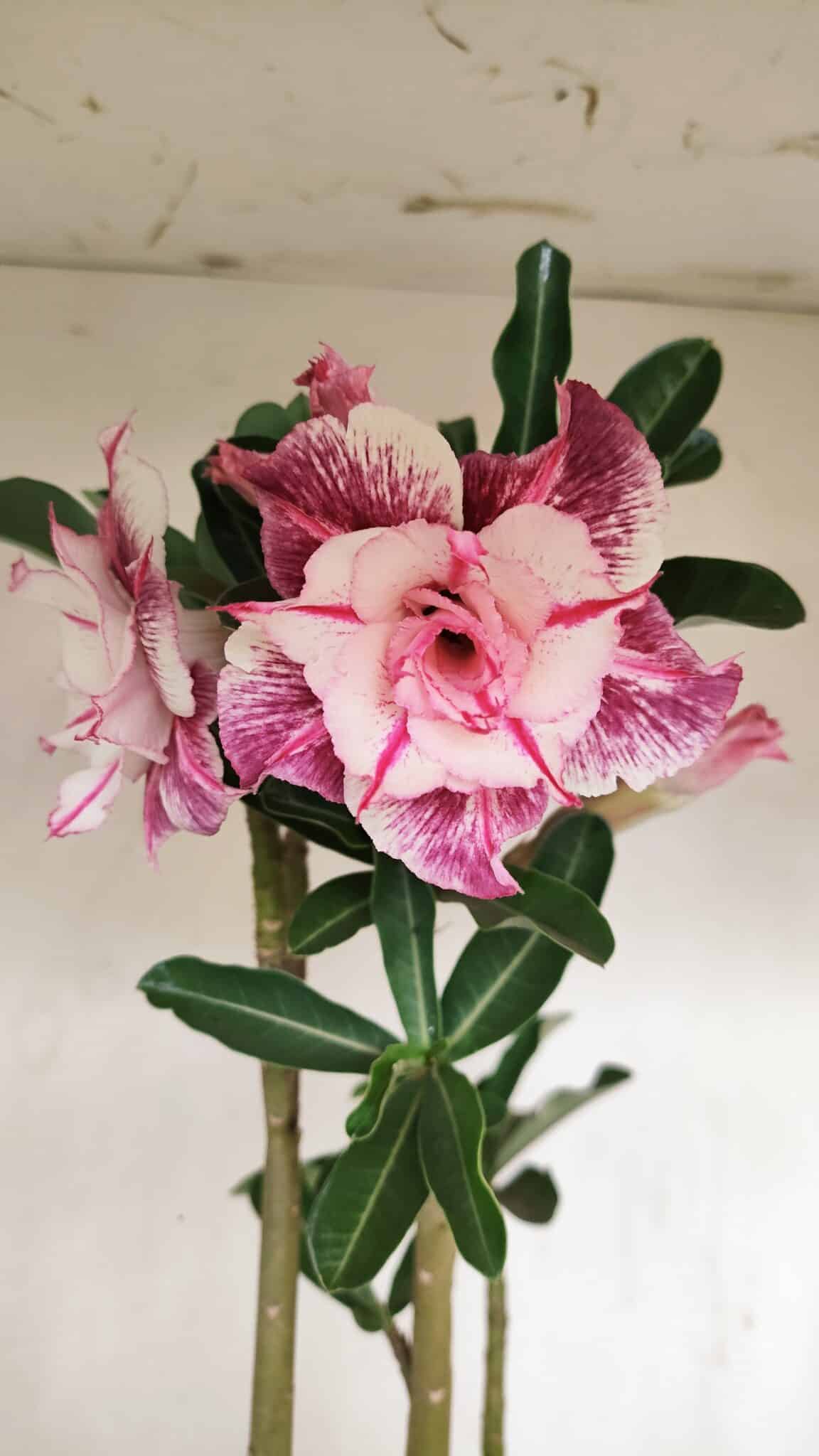 Planta Dobrada 3385 – 40cm – 03 anos - foto 3